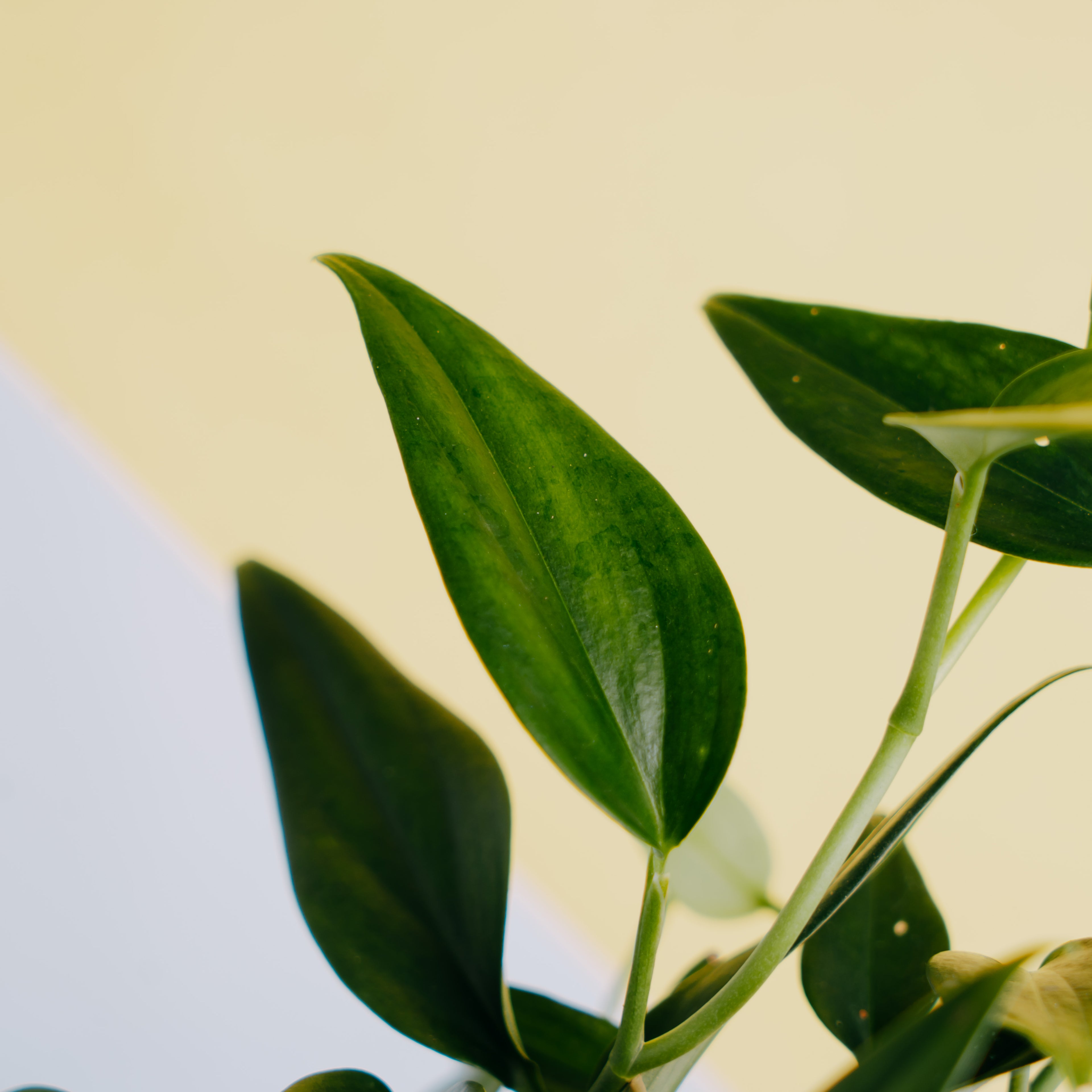 Scindapsus coriaceus - Greenspaces.id