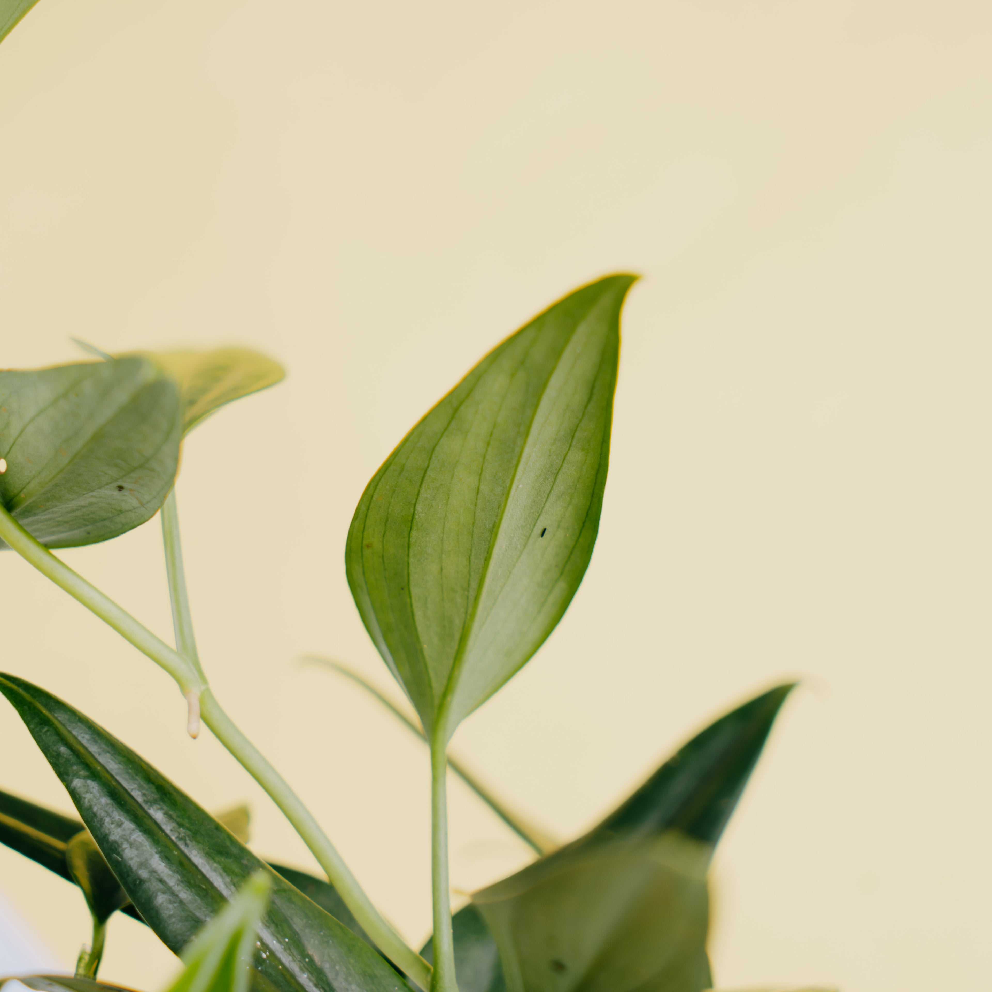 Scindapsus coriaceus - Greenspaces.id