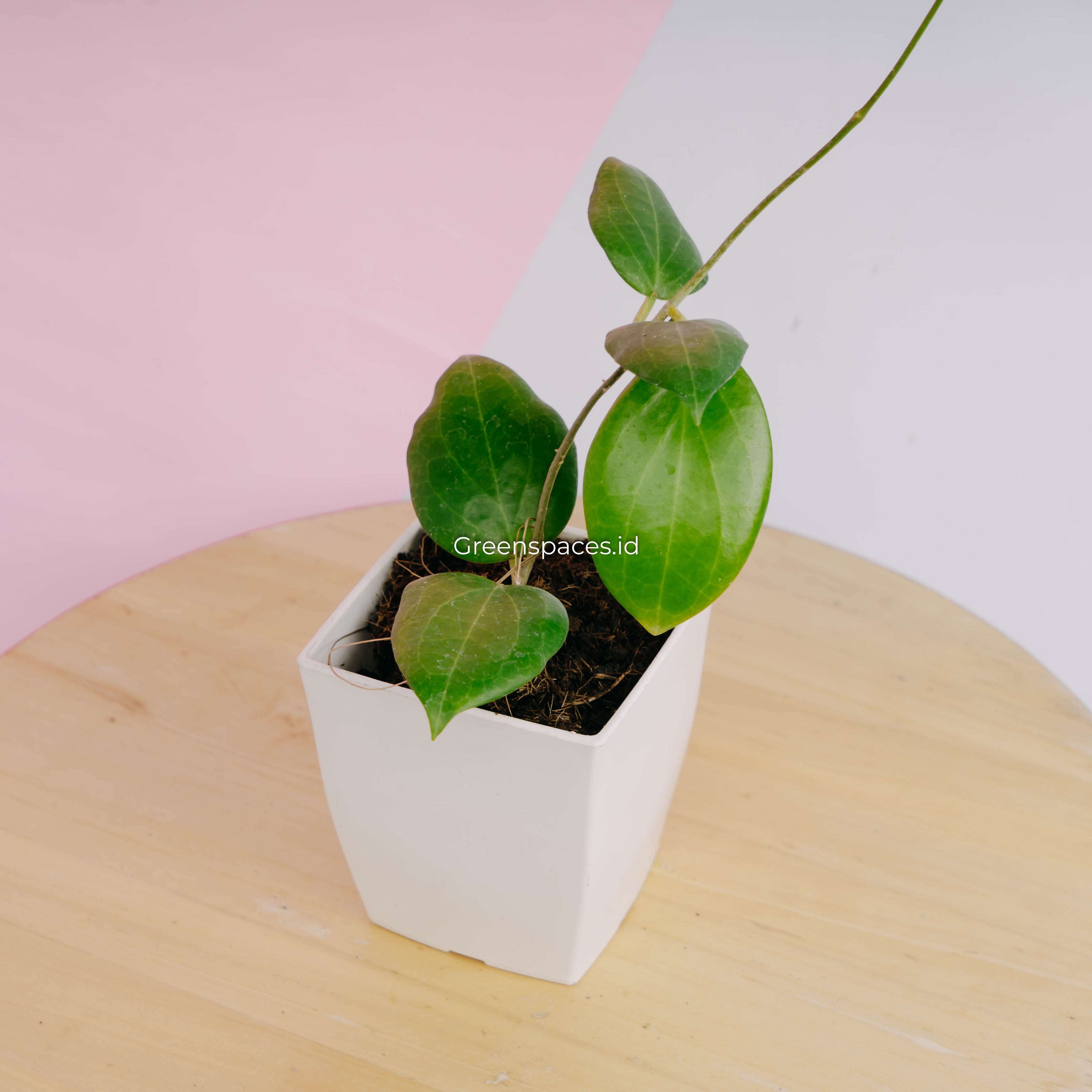 Hoya sp selayar