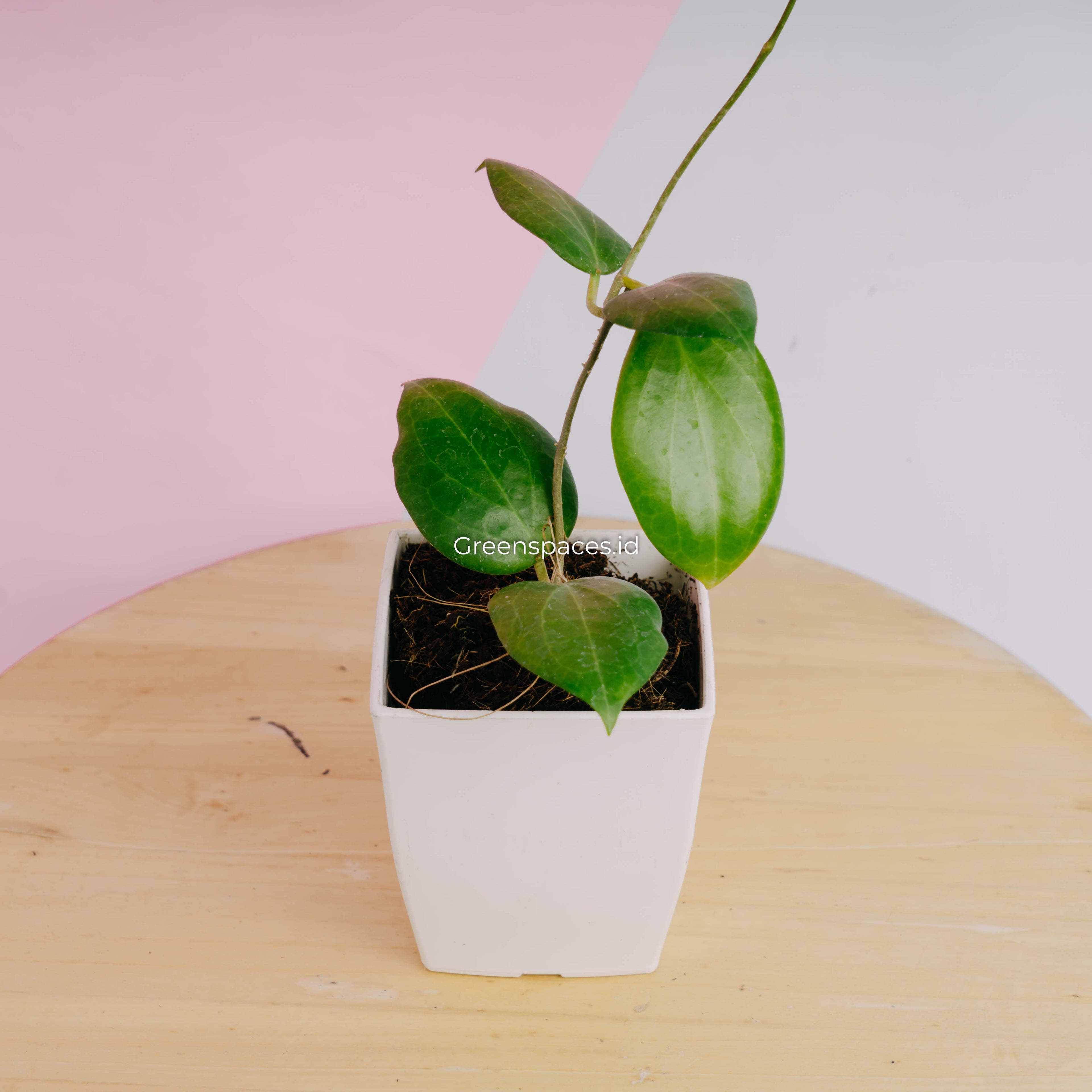 Hoya sp selayar