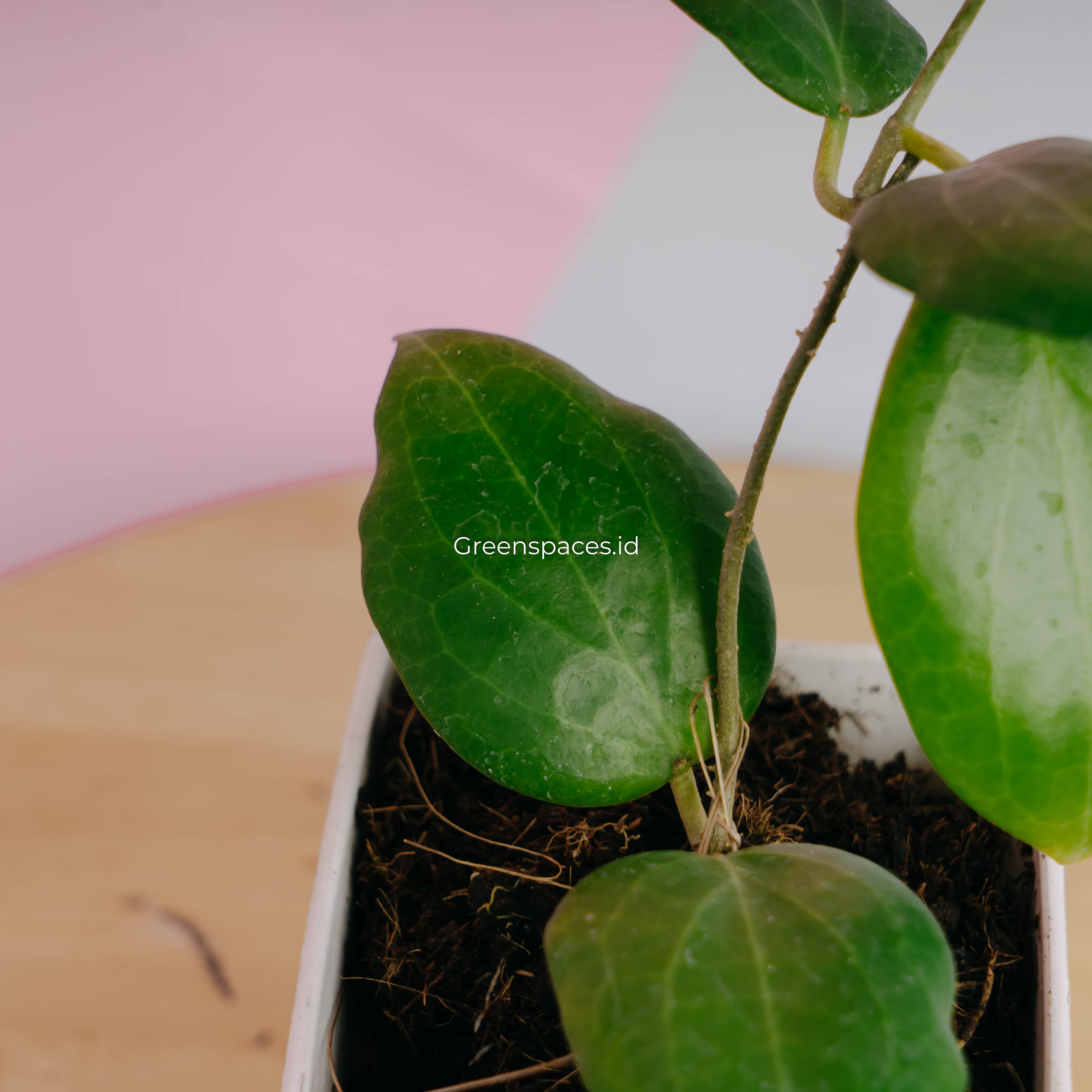 Hoya sp selayar