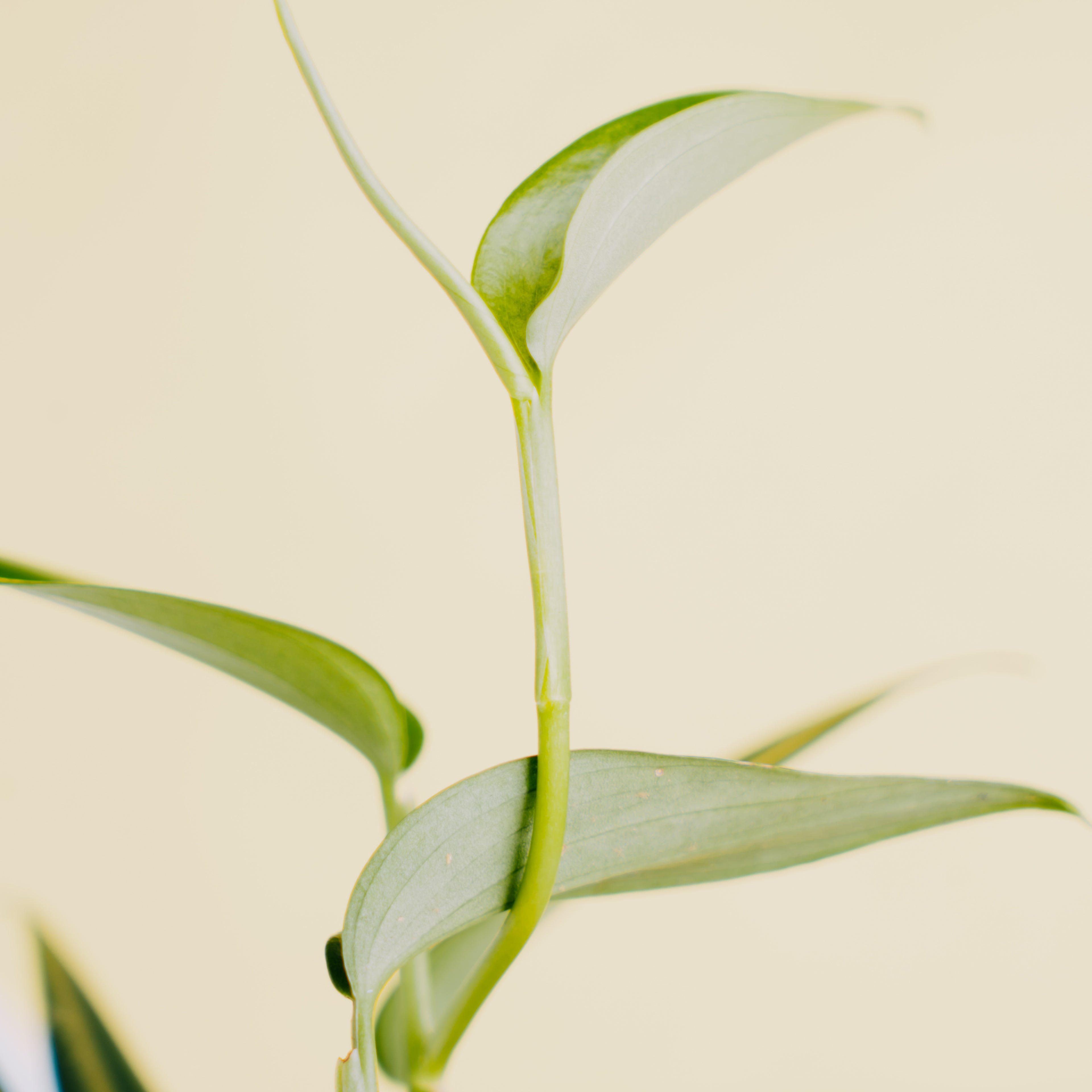 Scindapsus coriaceus - Greenspaces.id