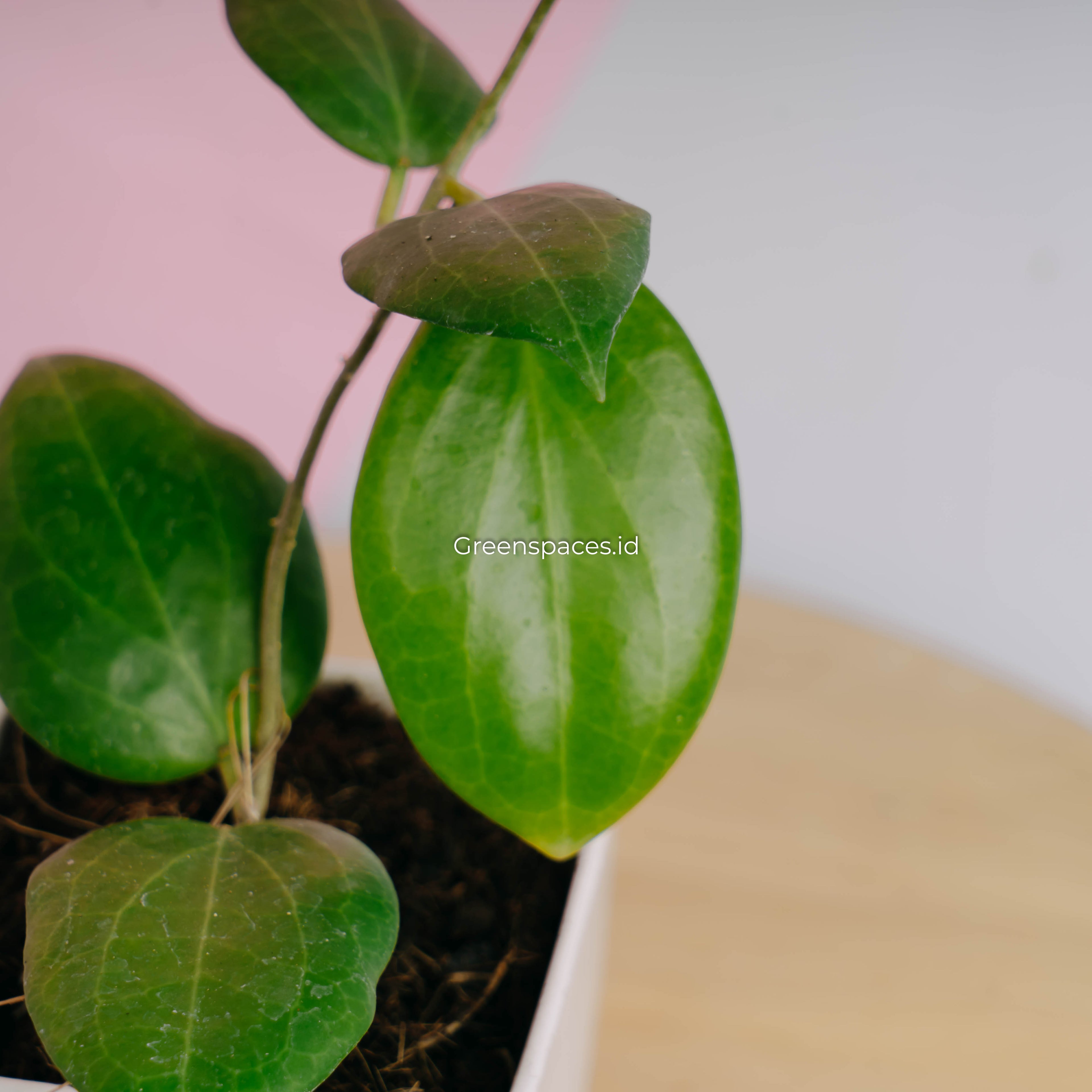Hoya sp selayar