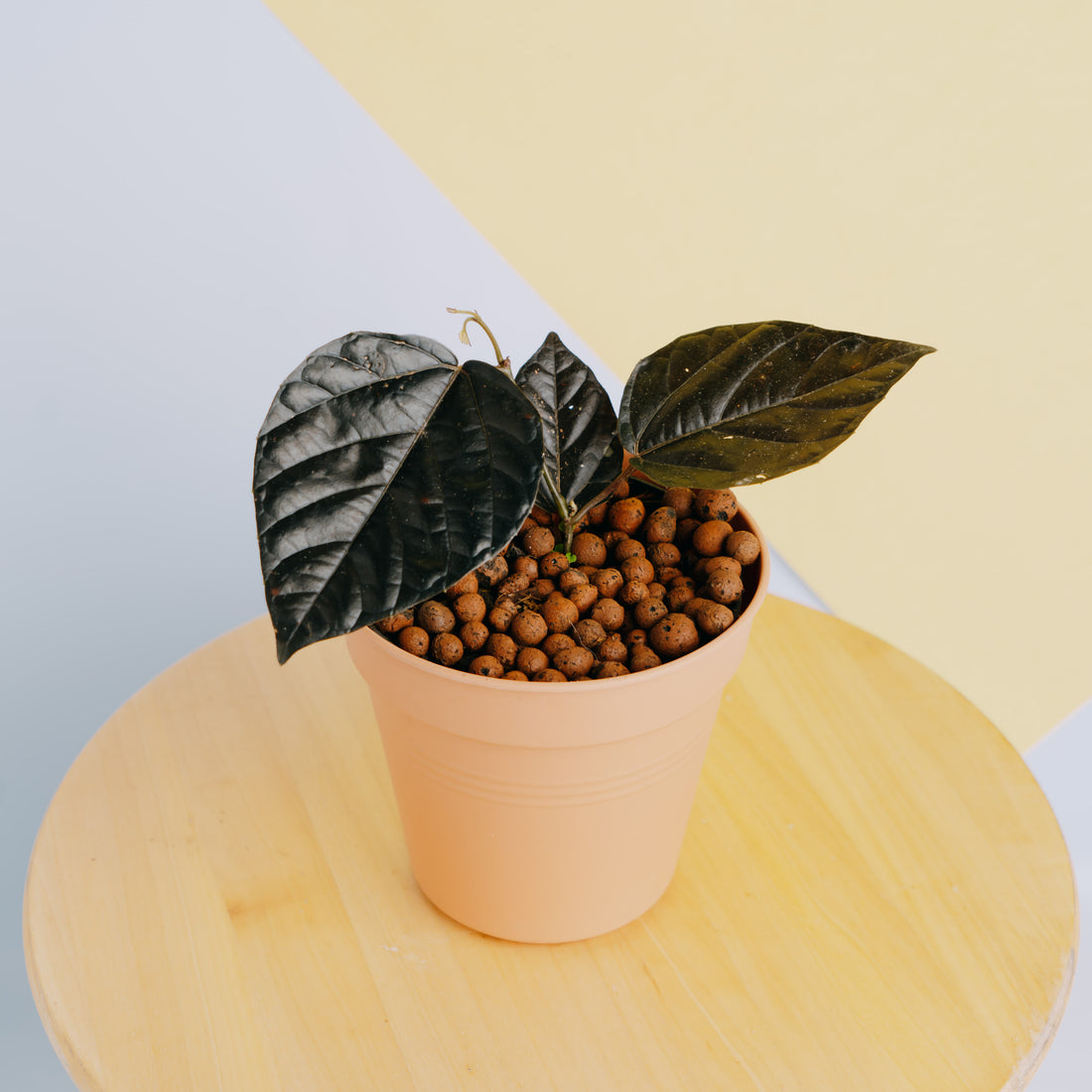 Piper jungle black - Greenspaces.id