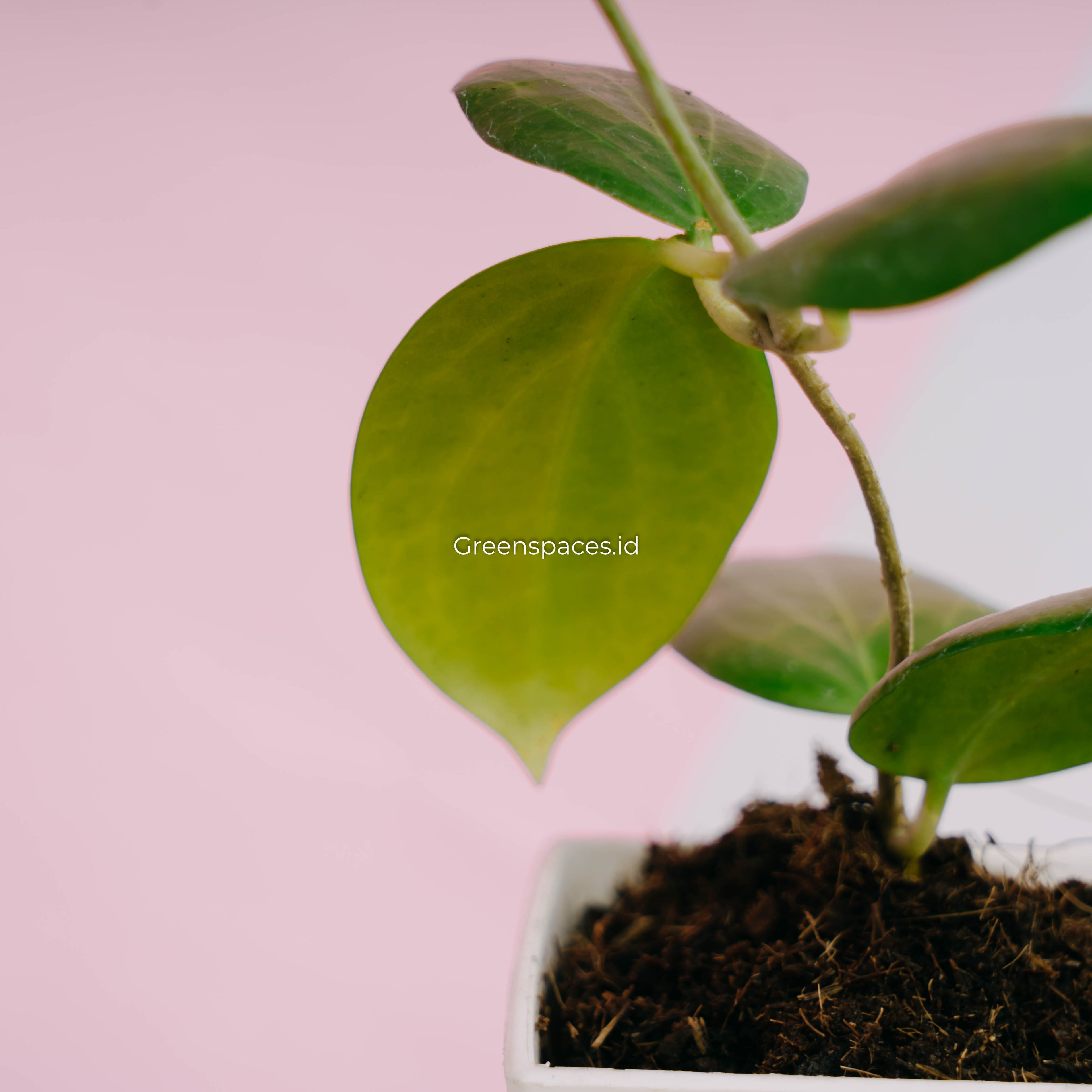 Hoya sp selayar