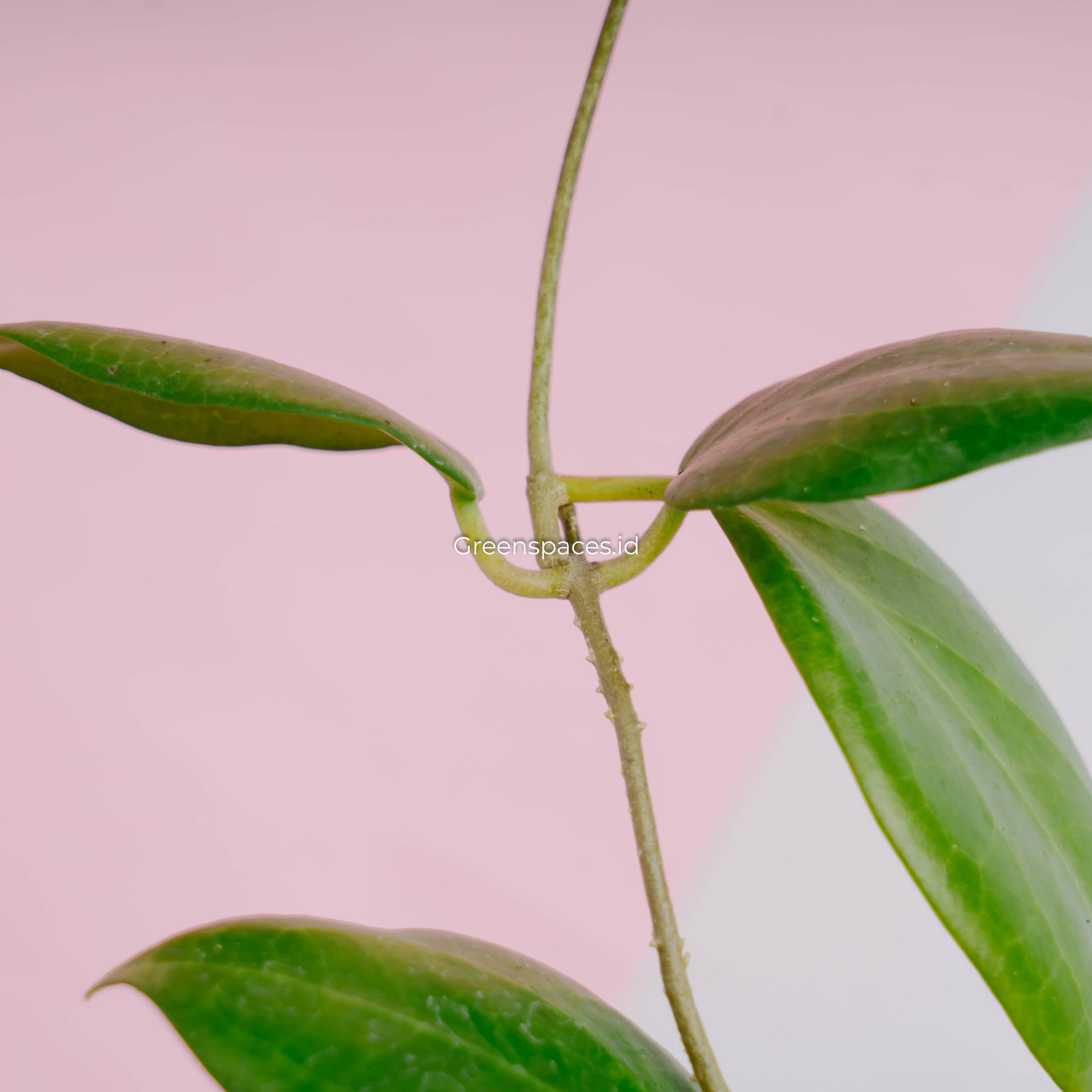 Hoya sp selayar