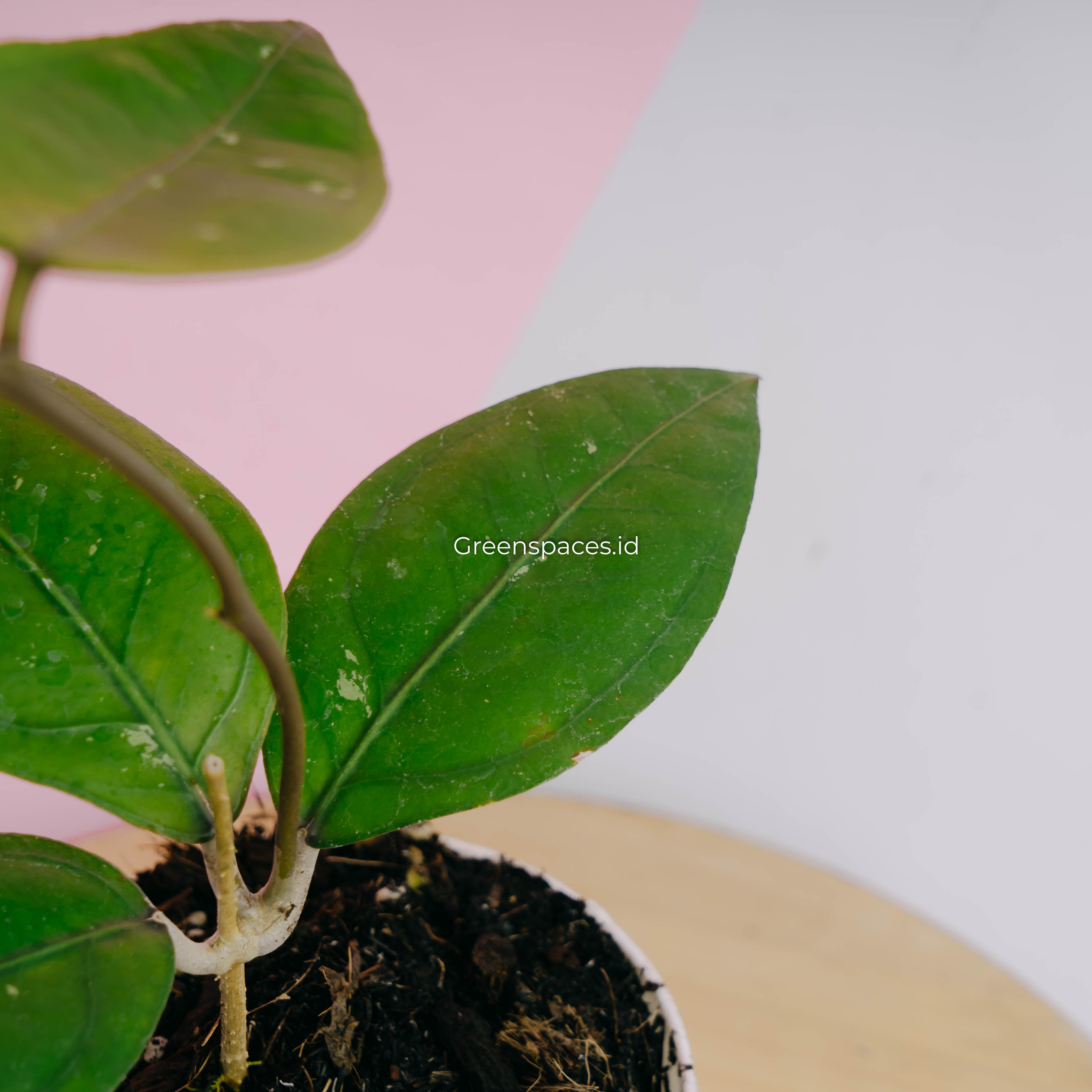 Hoya Gomas Sp Aceh