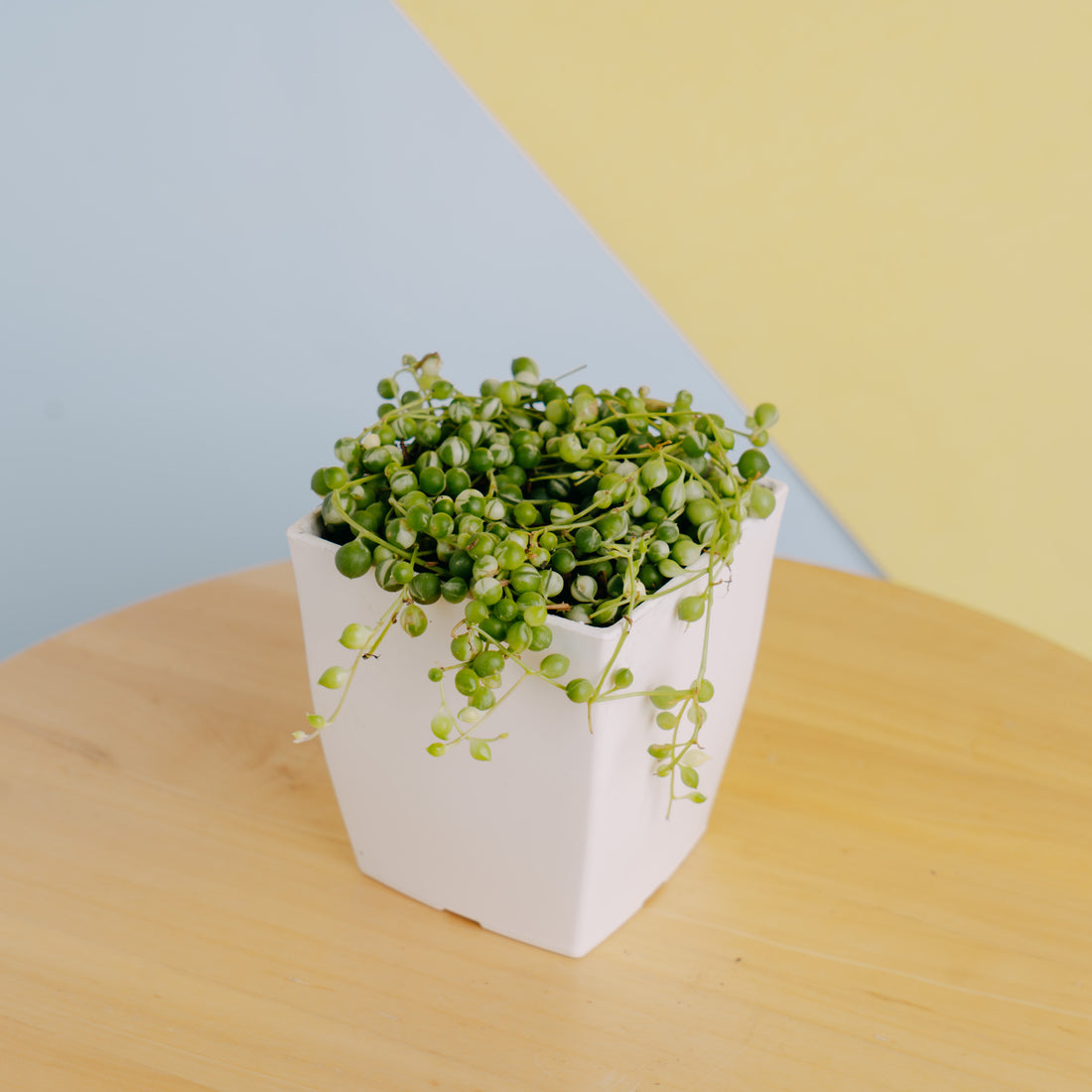 String of pearls variegated - Greenspaces.id