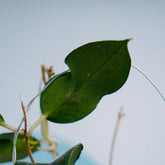 Hoya Sp sumbawa - Greenspaces.id