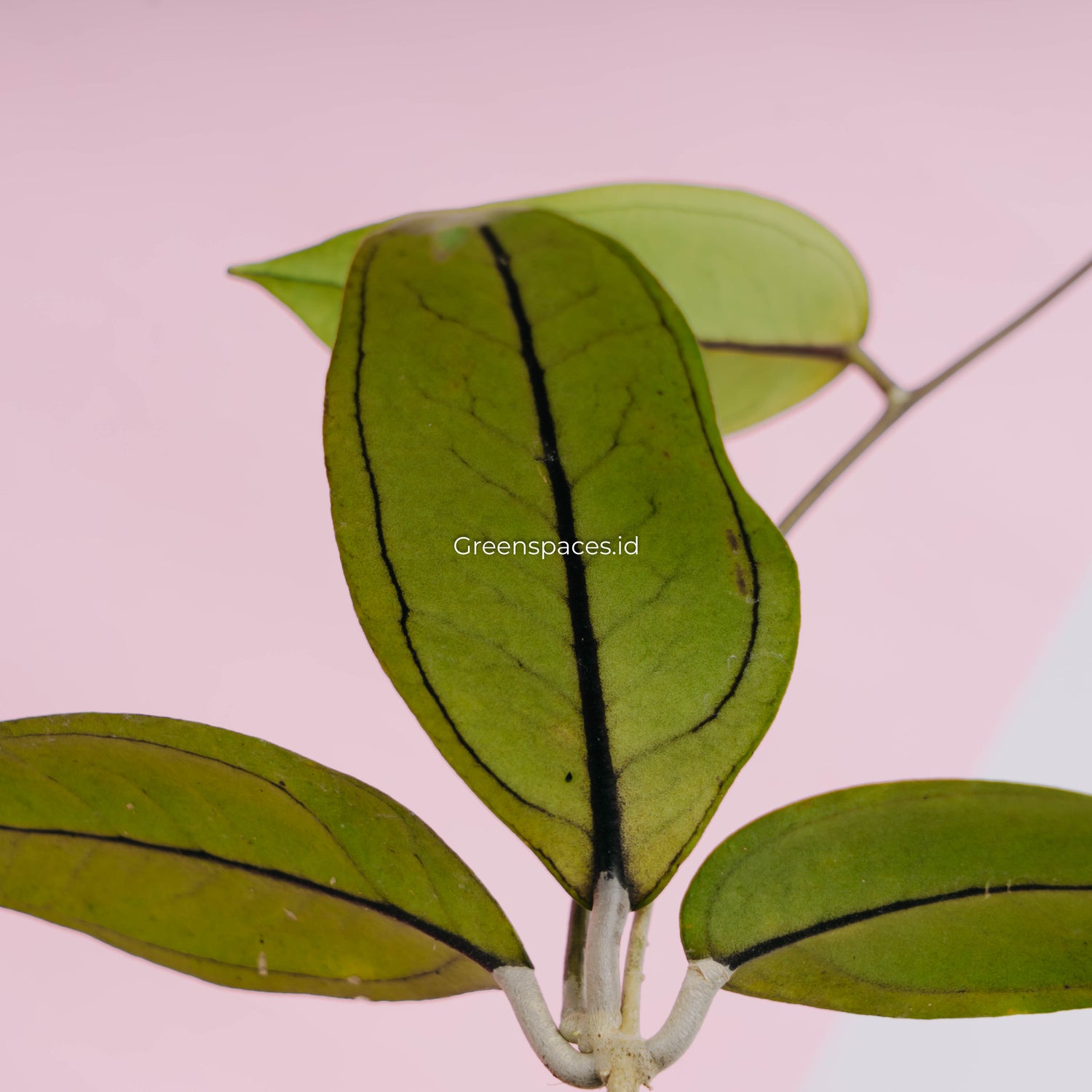 Hoya Gomas Sp Aceh