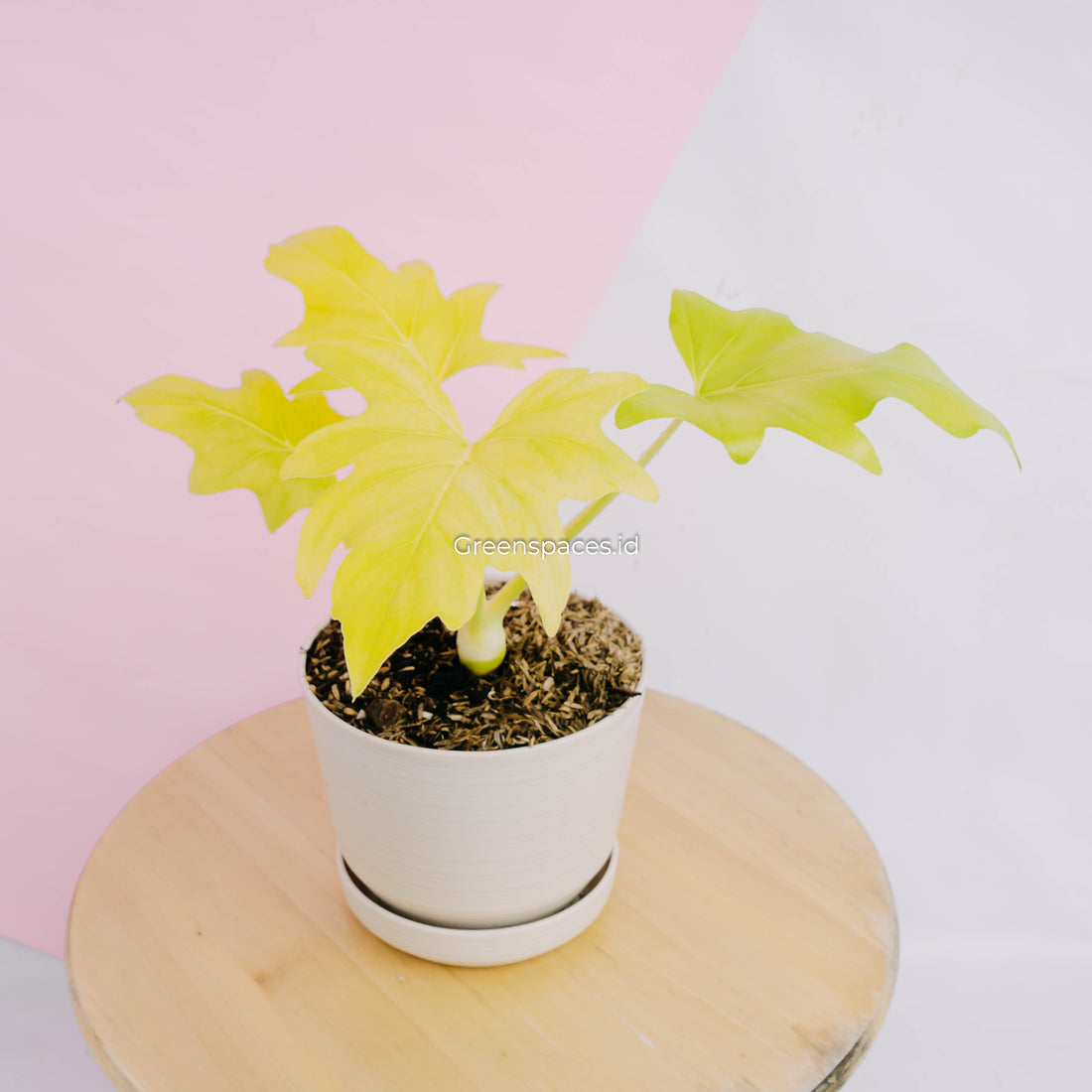 Philodendron warscewiczii aurea flavum