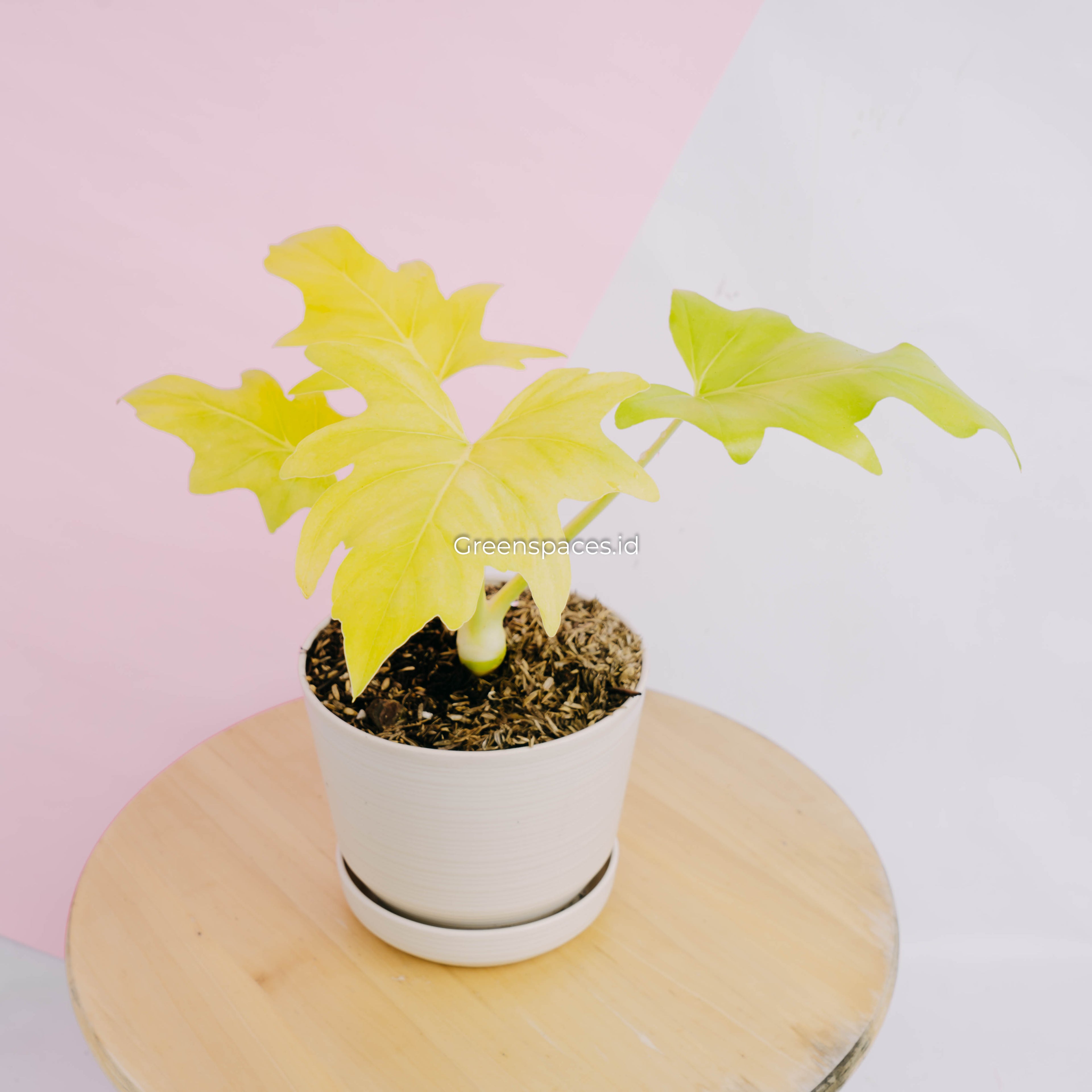 Philodendron warscewiczii aurea flavum