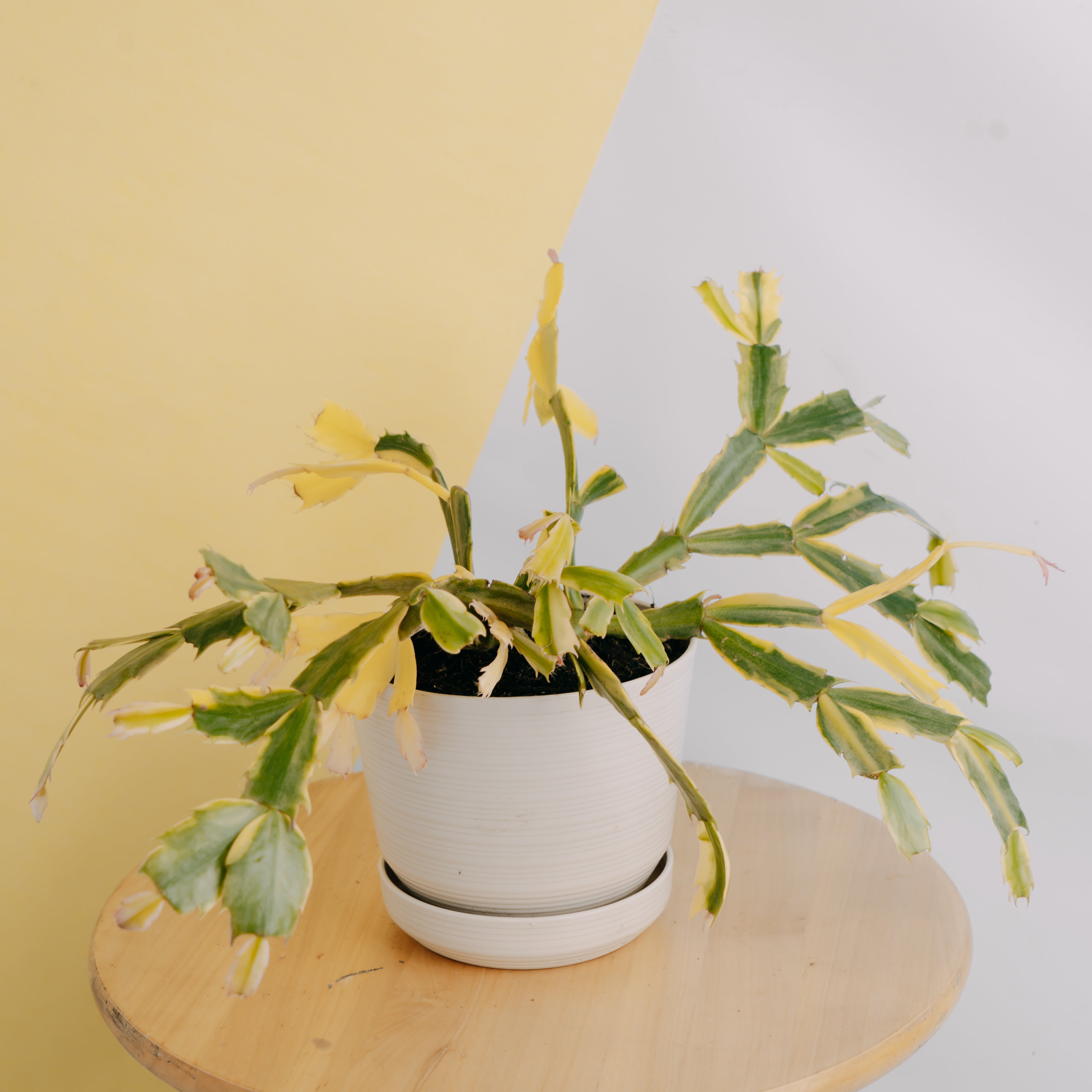 Schlumbergera truncata variegated - Greenspaces.id