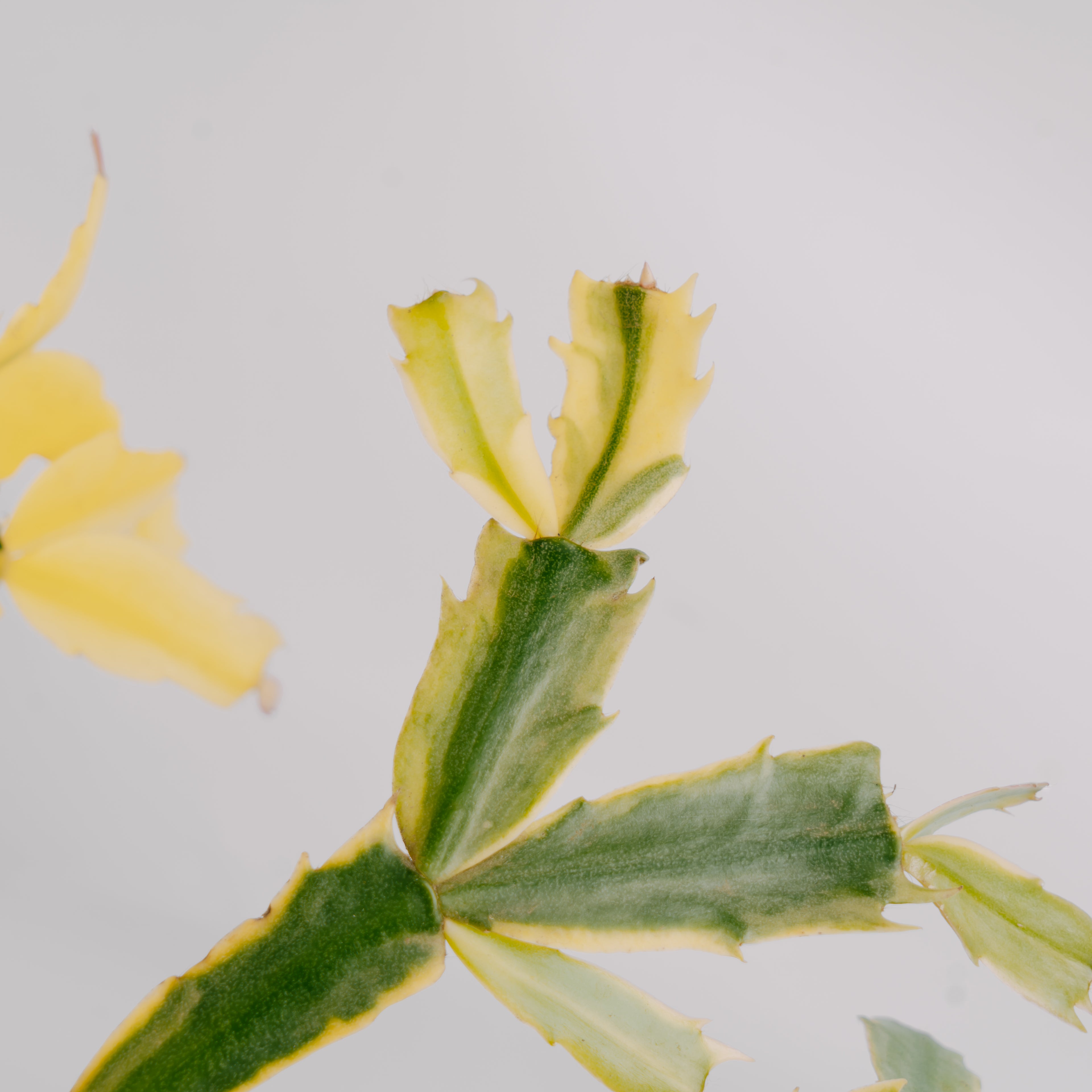 Schlumbergera truncata variegated - Greenspaces.id