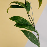 Hoya amicabilis