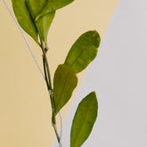 Hoya amicabilis
