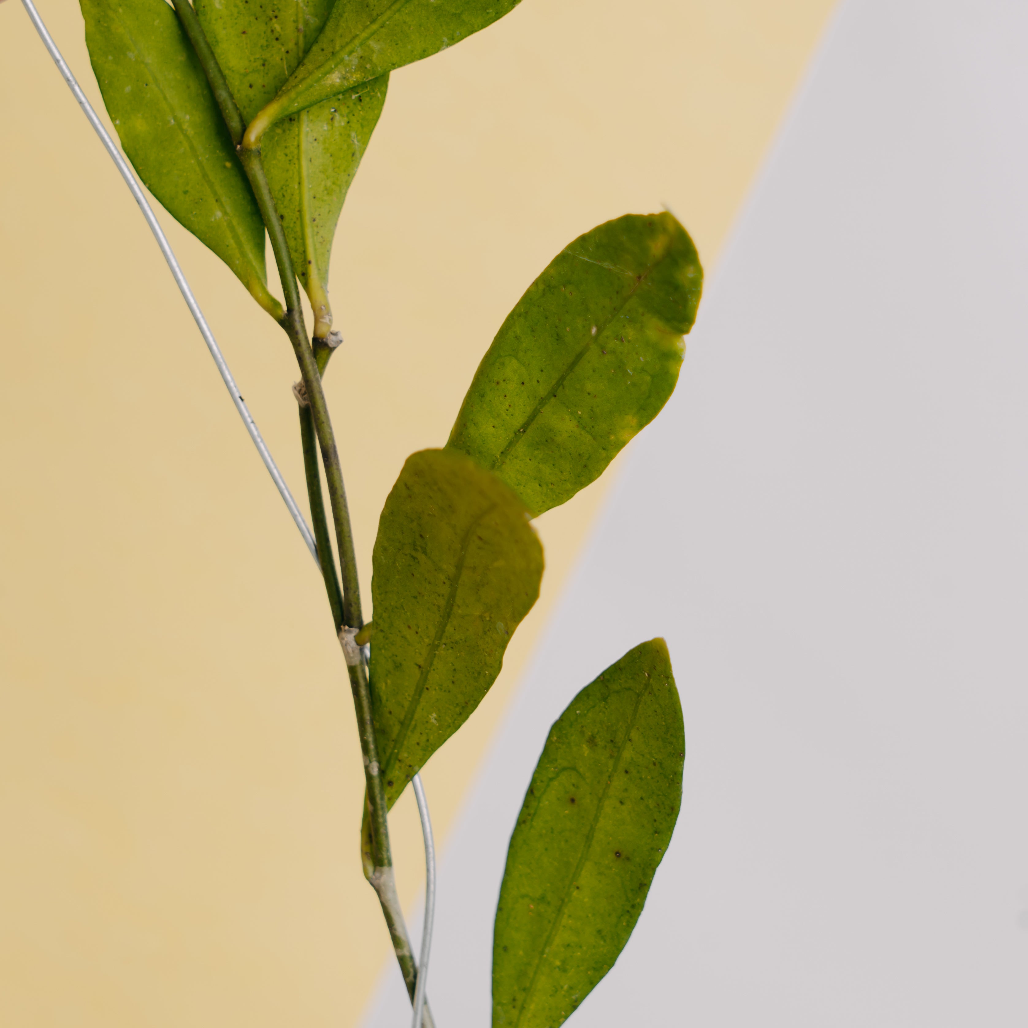 Hoya amicabilis