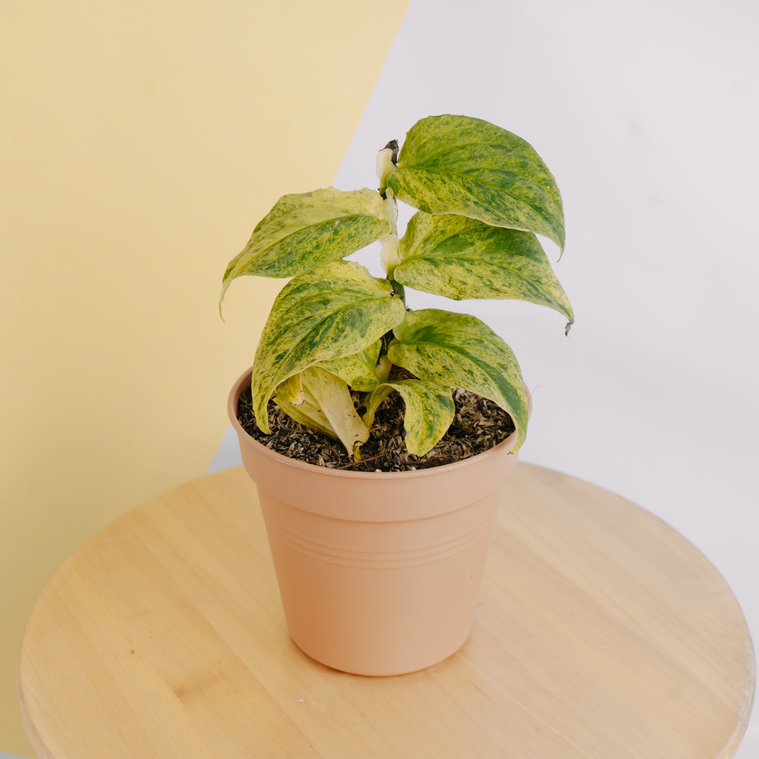 Raphidophora Korsthalsii variegated - Greenspaces.id