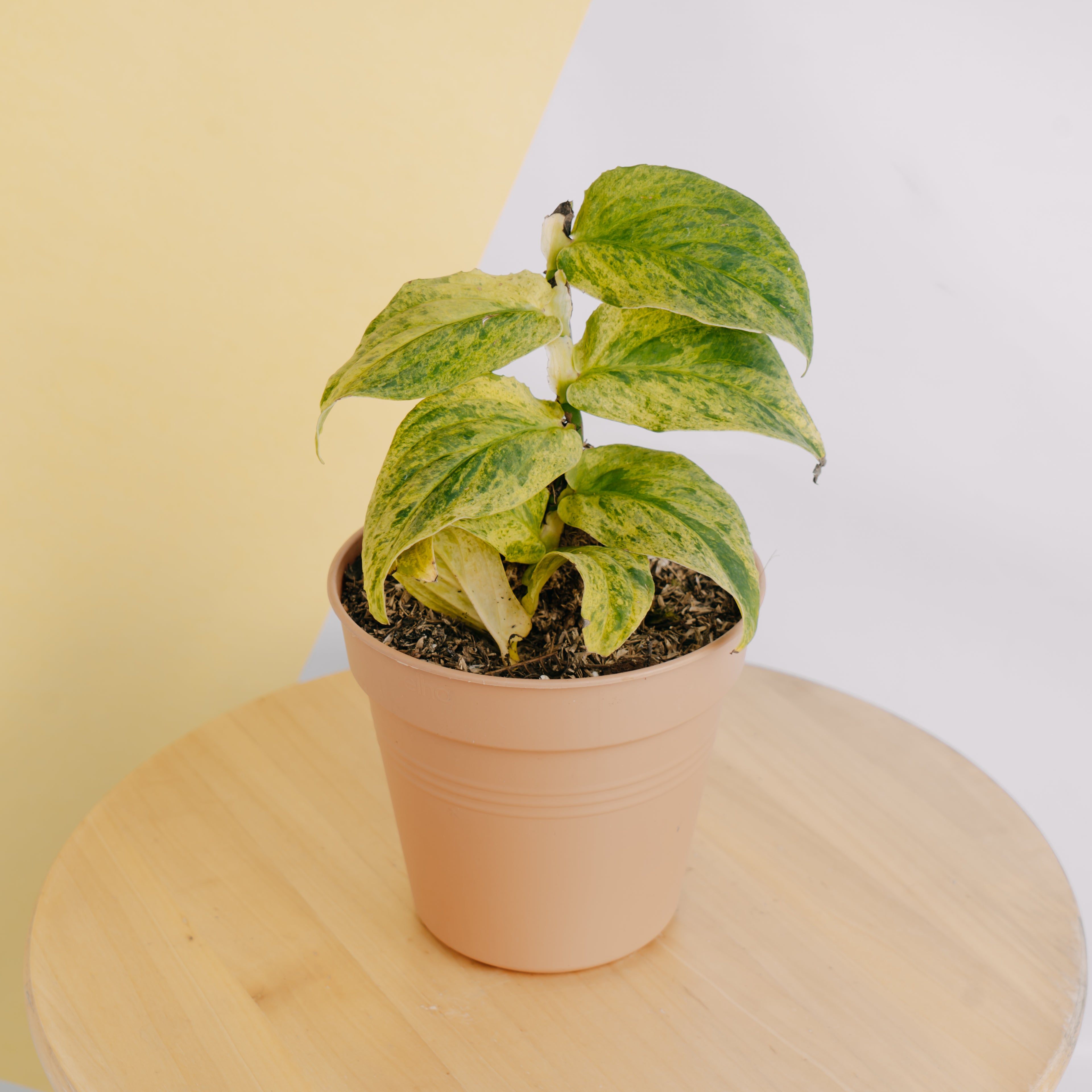 Raphidophora Korsthalsii variegated - Greenspaces.id