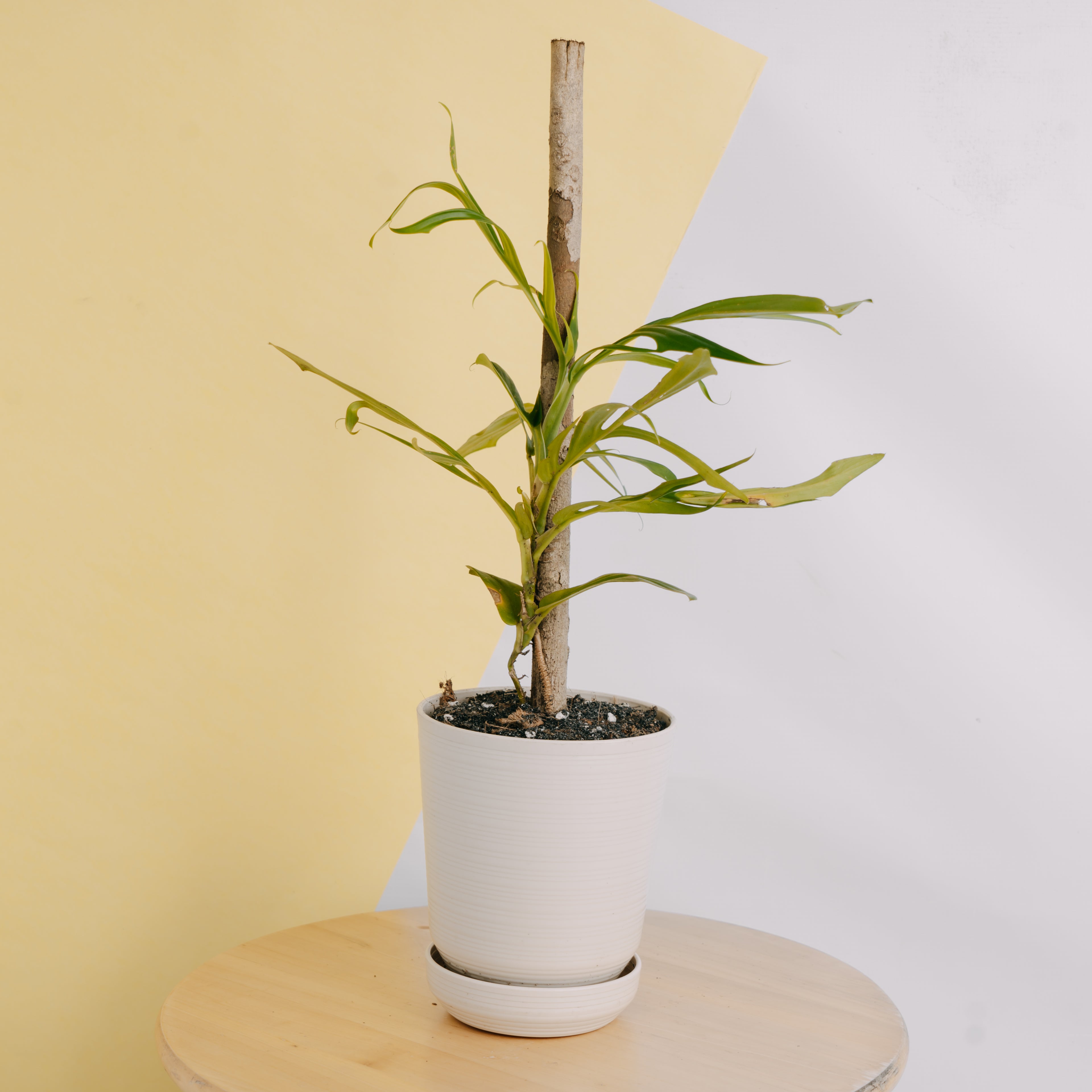 Rhaphidophora tenuis - Greenspaces.id