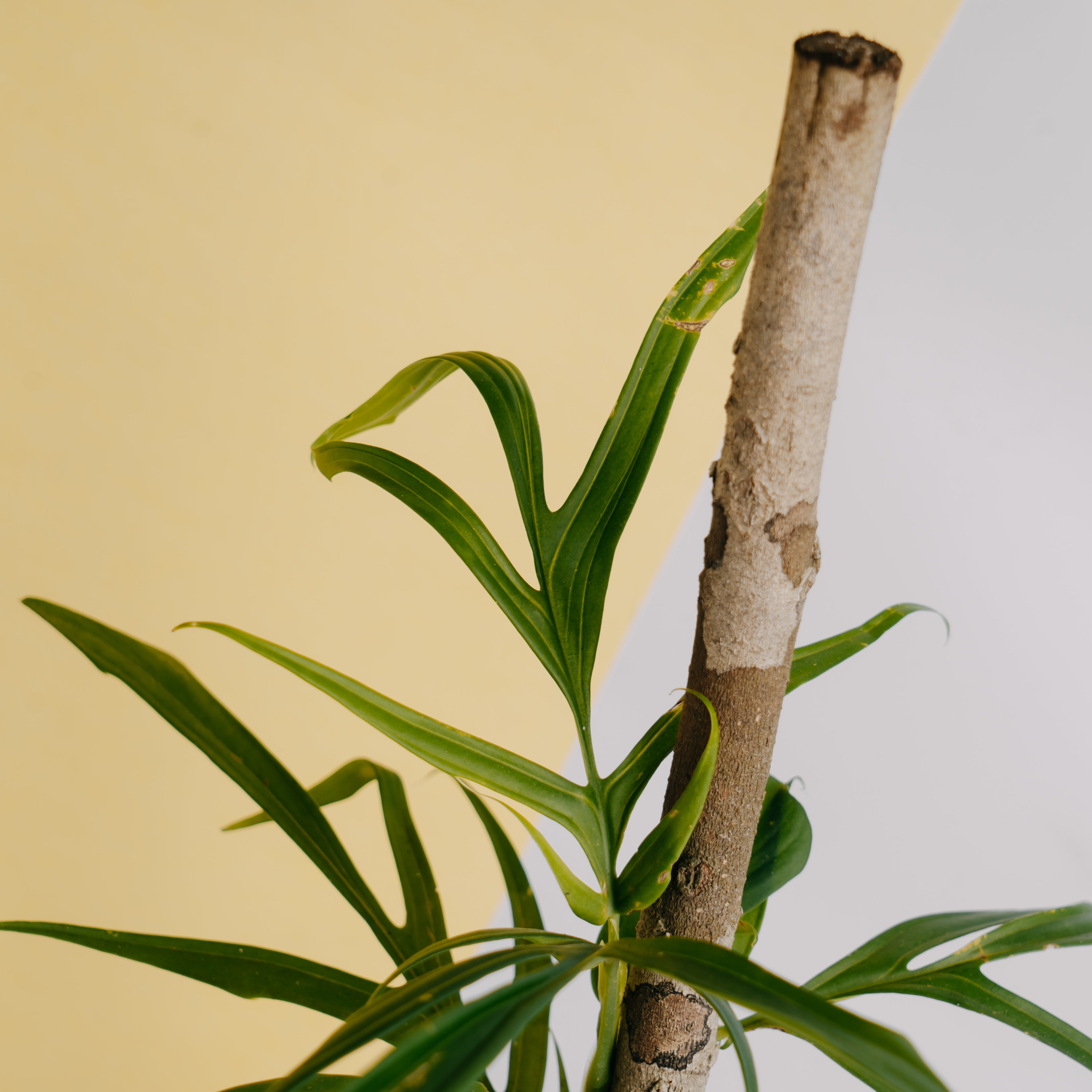 Rhaphidophora tenuis - Greenspaces.id