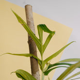 Rhaphidophora tenuis - Greenspaces.id