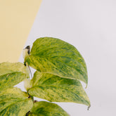 Raphidophora Korsthalsii variegated - Greenspaces.id