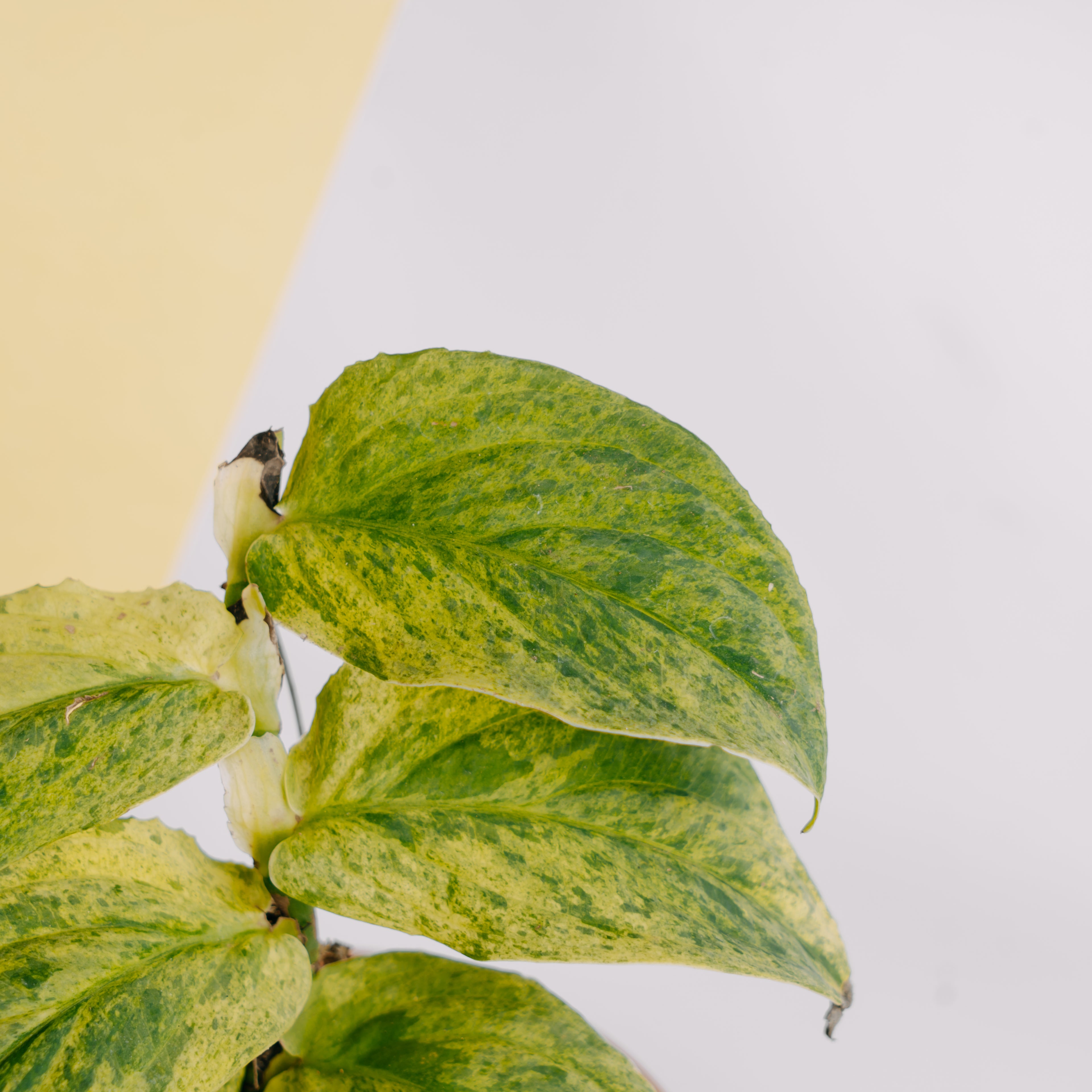 Raphidophora Korsthalsii variegated - Greenspaces.id