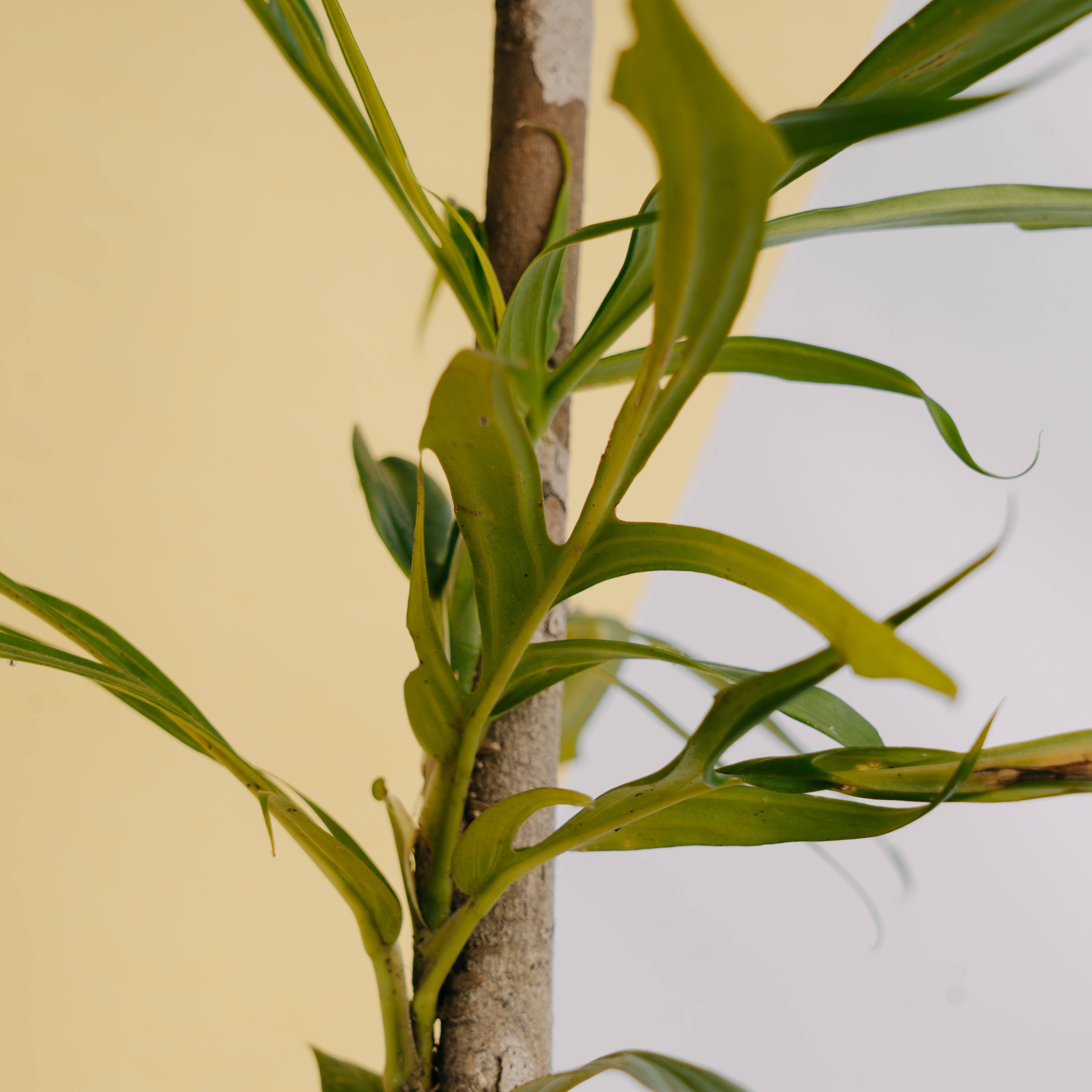 Rhaphidophora tenuis - Greenspaces.id