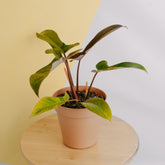 Philodendron florida bronze