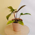 Philodendron florida bronze