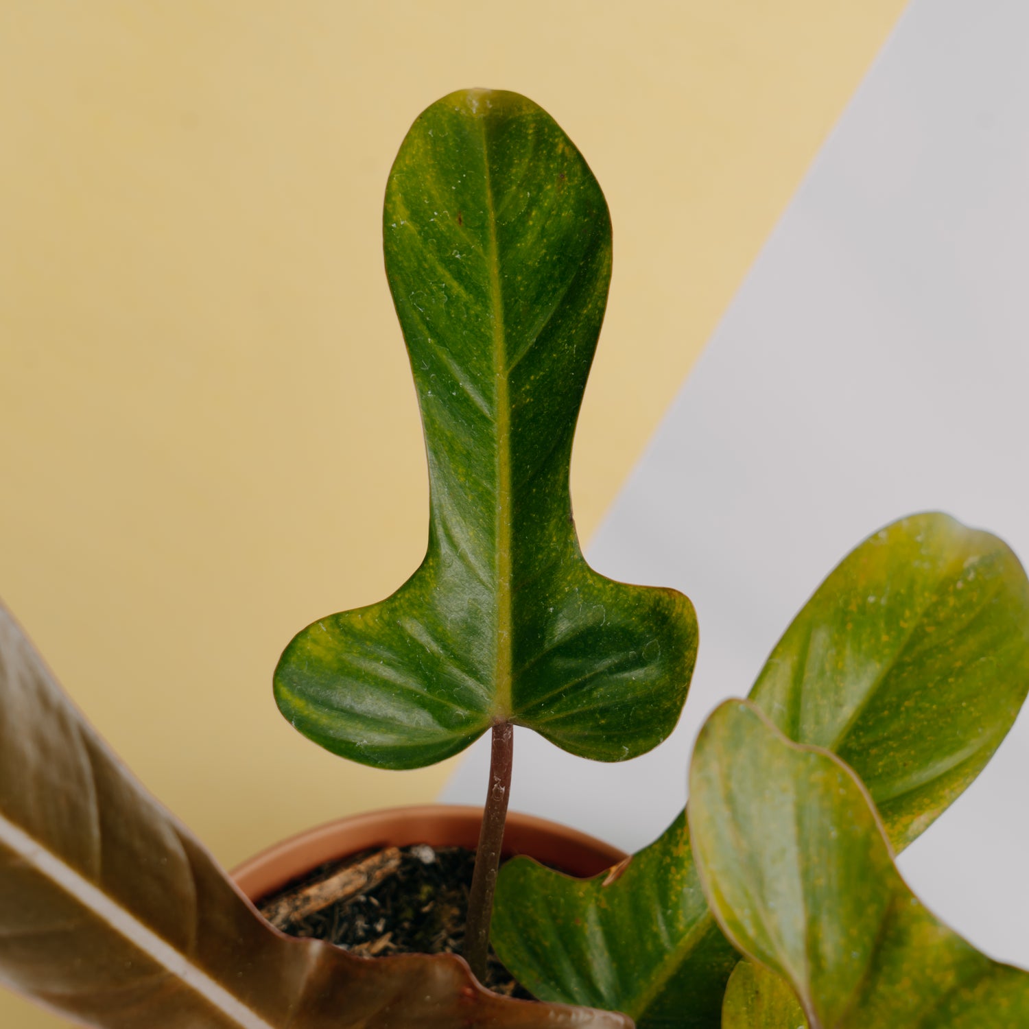 Philodendron florida bronze