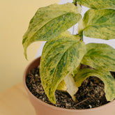 Raphidophora Korsthalsii variegated - Greenspaces.id