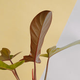 Philodendron florida bronze