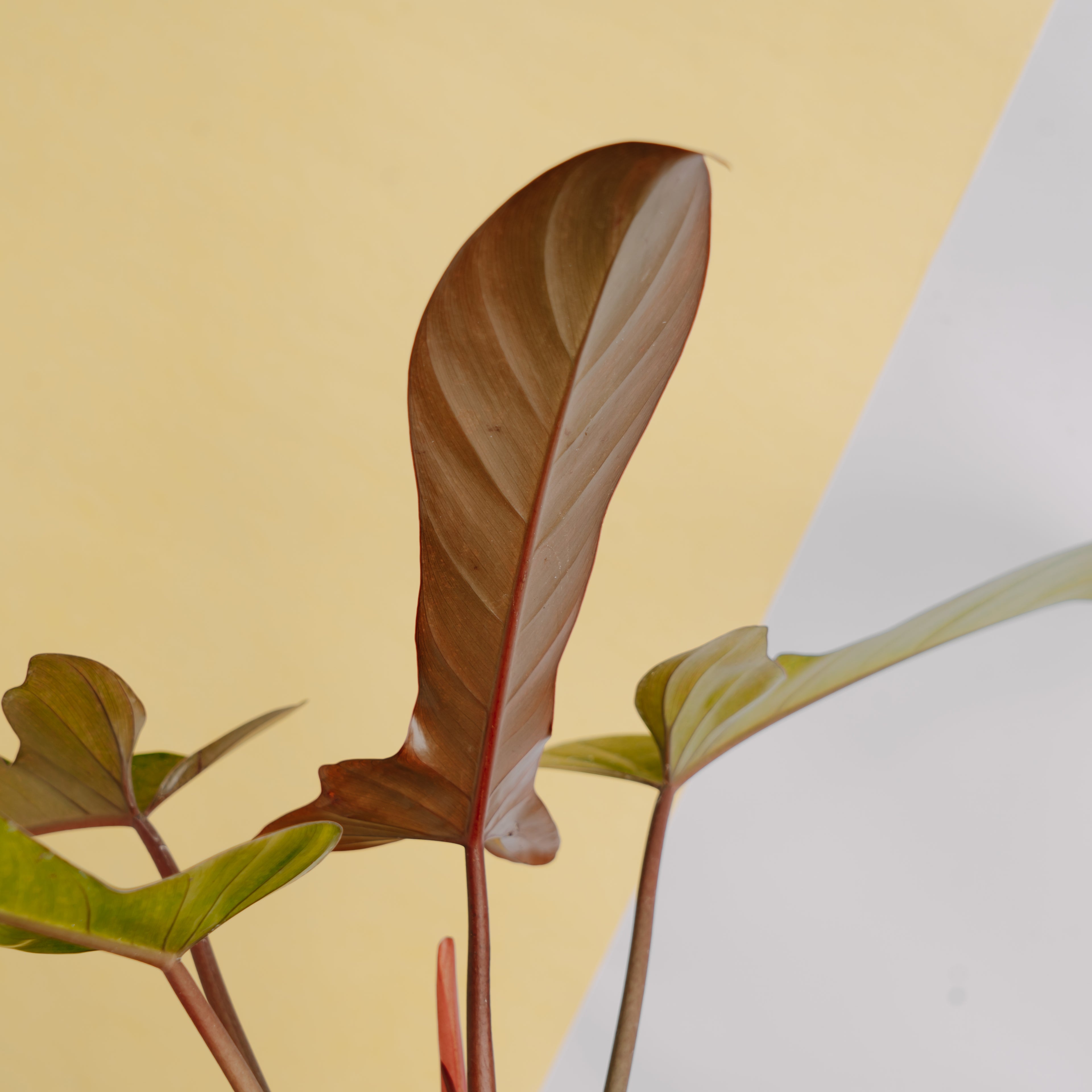 Philodendron florida bronze