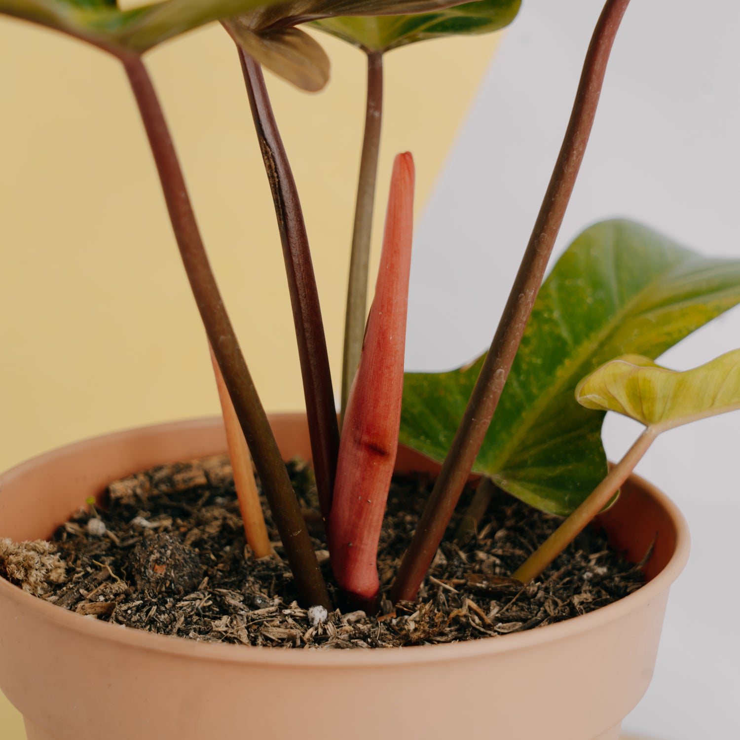 Philodendron florida bronze