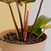 Philodendron florida bronze