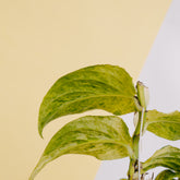 Raphidophora Korsthalsii variegated - Greenspaces.id