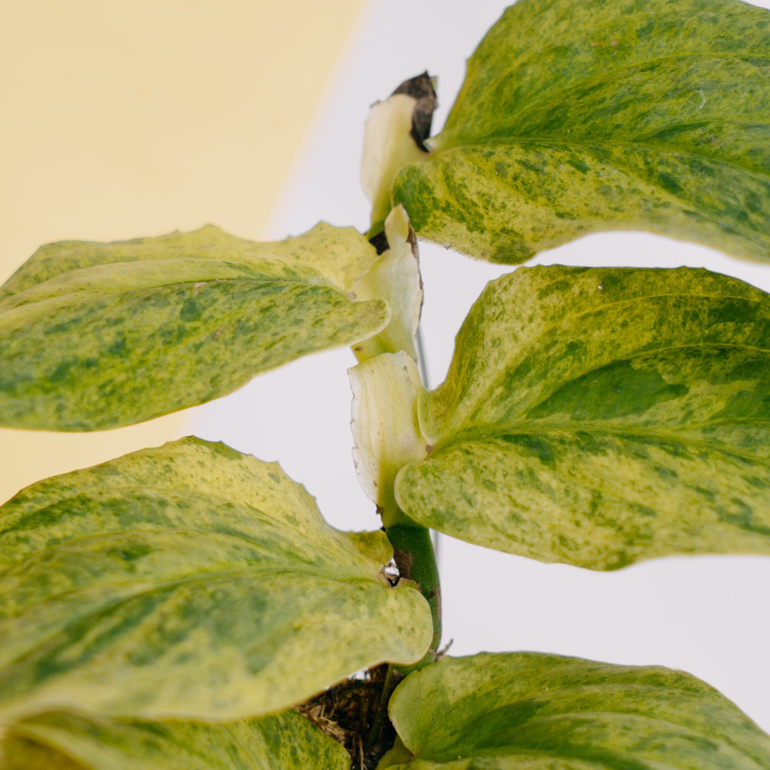 Raphidophora Korsthalsii variegated - Greenspaces.id