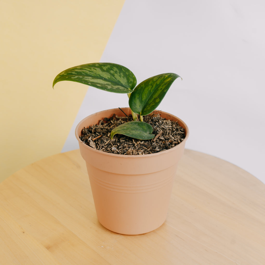 Scindapsus green army