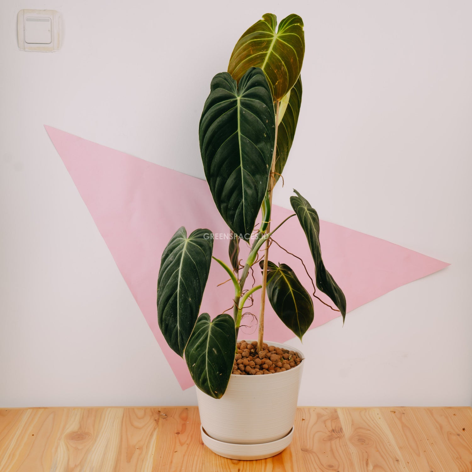 🎁 Philodendron Melanochrysum Long (100% off)