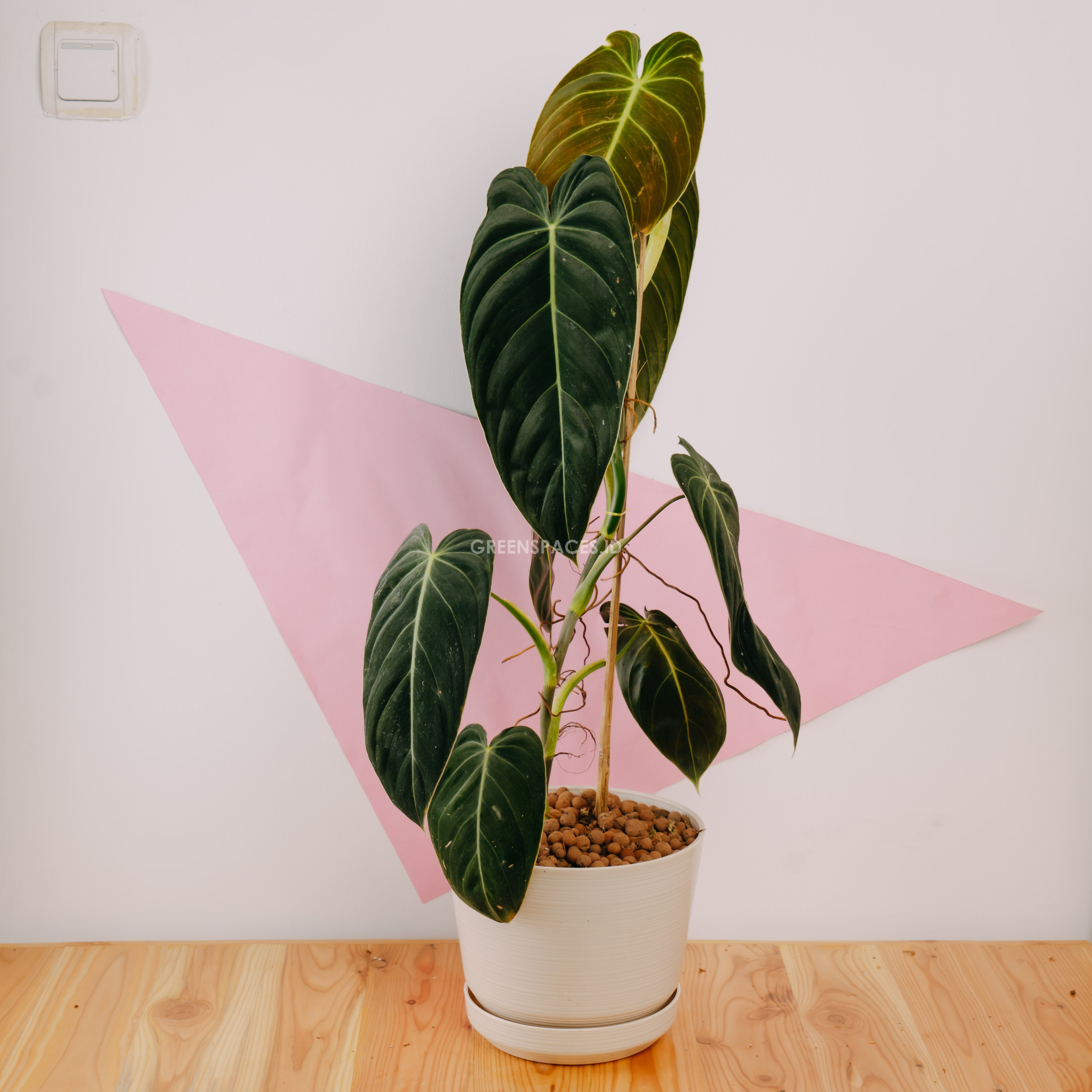 π Philodendron Melanochrysum Long (100% off)