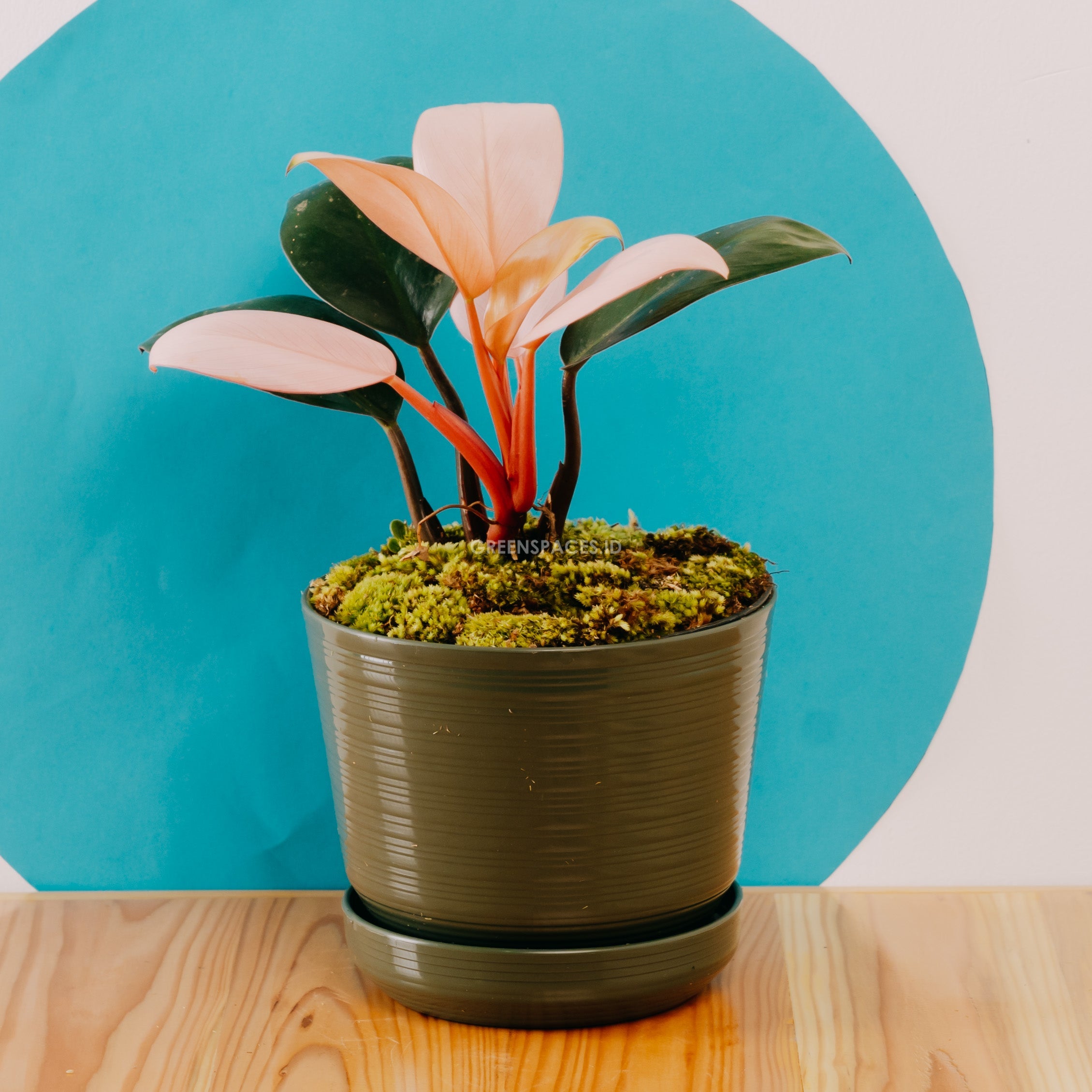 🎁 Philodendron Pink Congo (100% off)