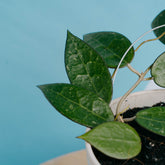 Hoya verticillata splash - Greenspaces.id