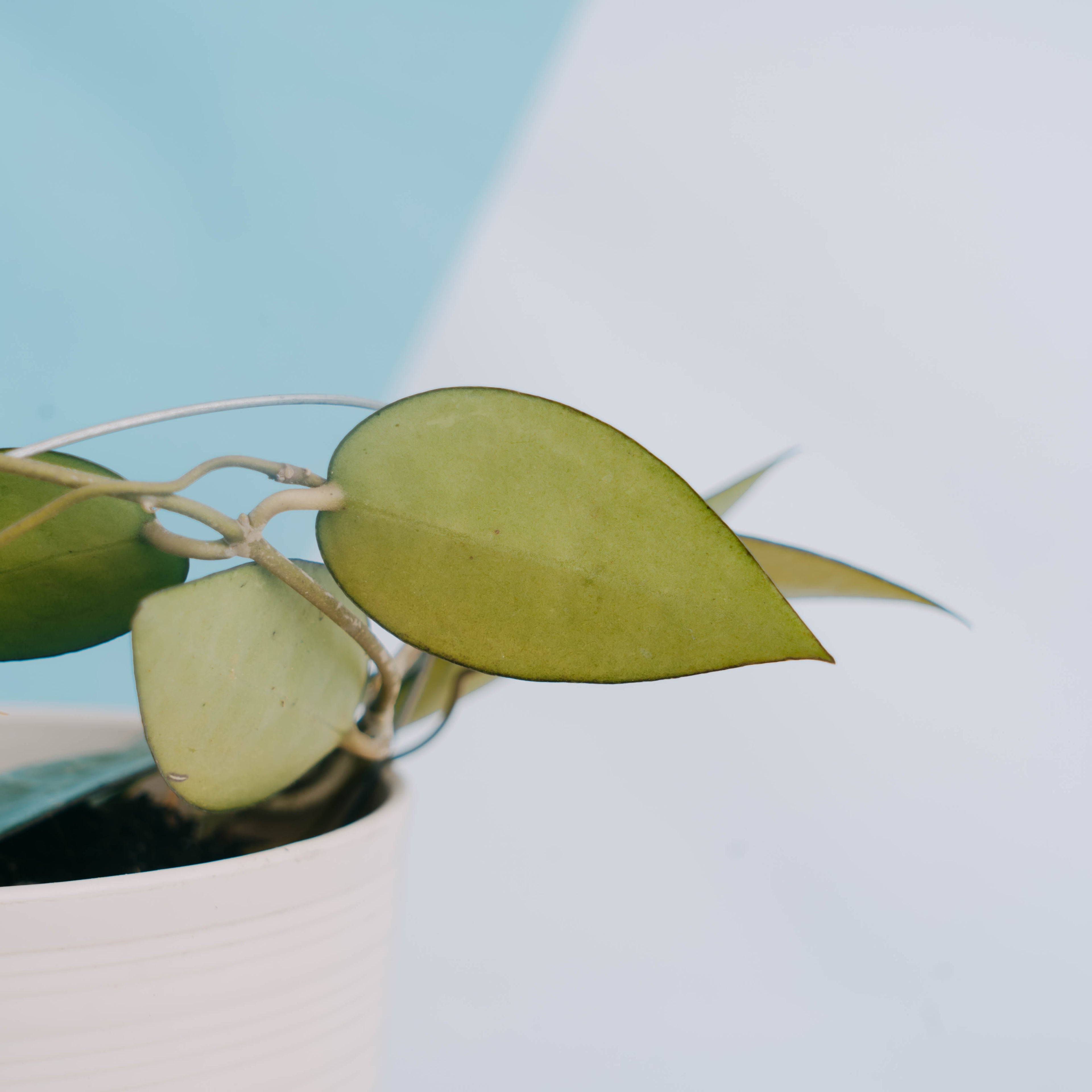 Hoya verticillata splash - Greenspaces.id