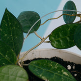 Hoya verticillata splash - Greenspaces.id