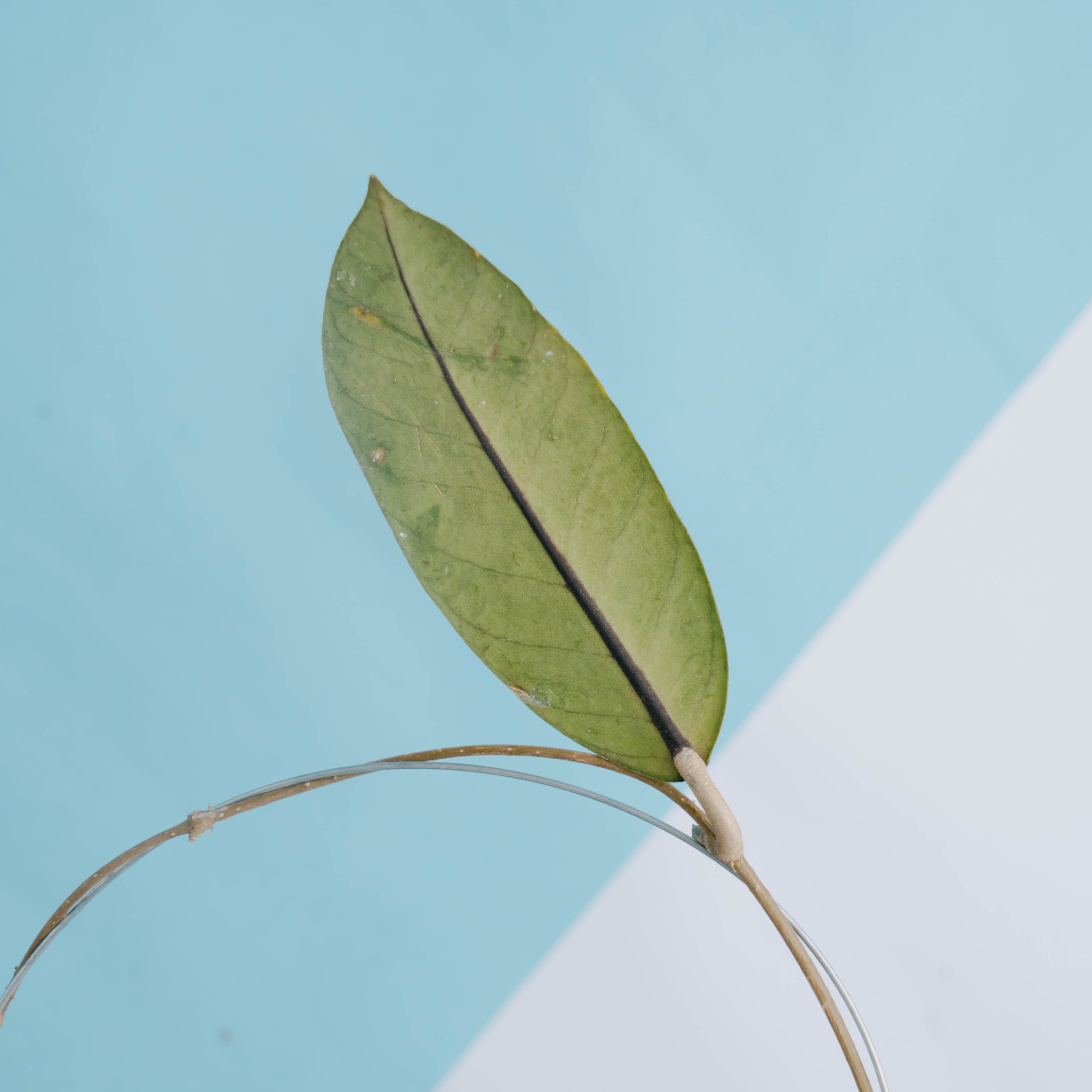 Hoya Meredithii