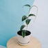 Hoya macrophylla splash - Greenspaces.id