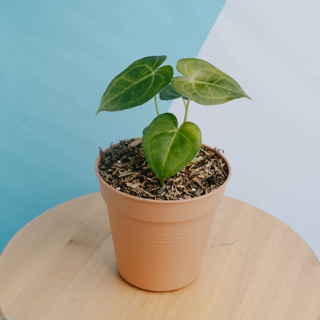 Anthurium clarinervium x jenmanii - Greenspaces.id
