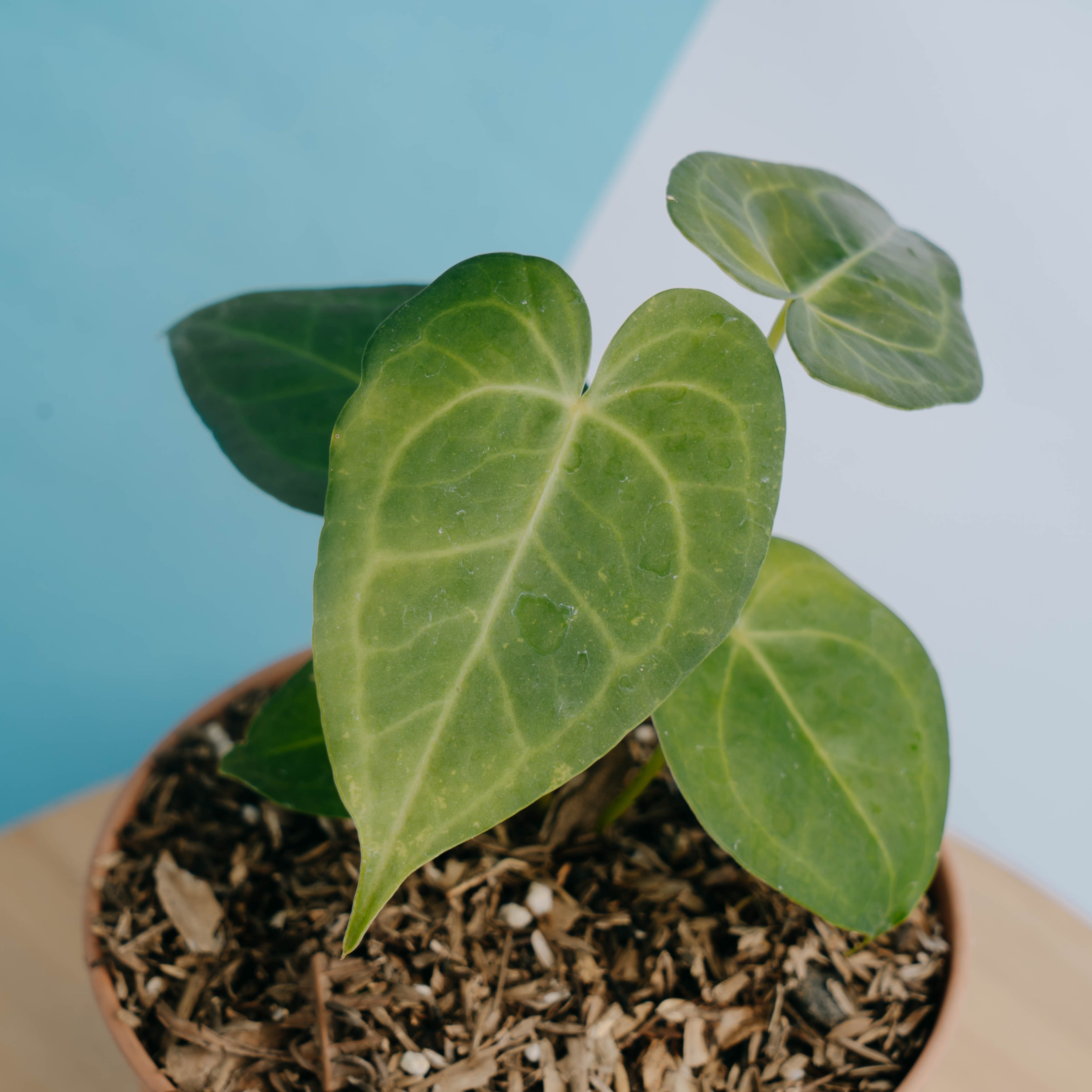 Anthurium clarinervium x jenmanii - Greenspaces.id